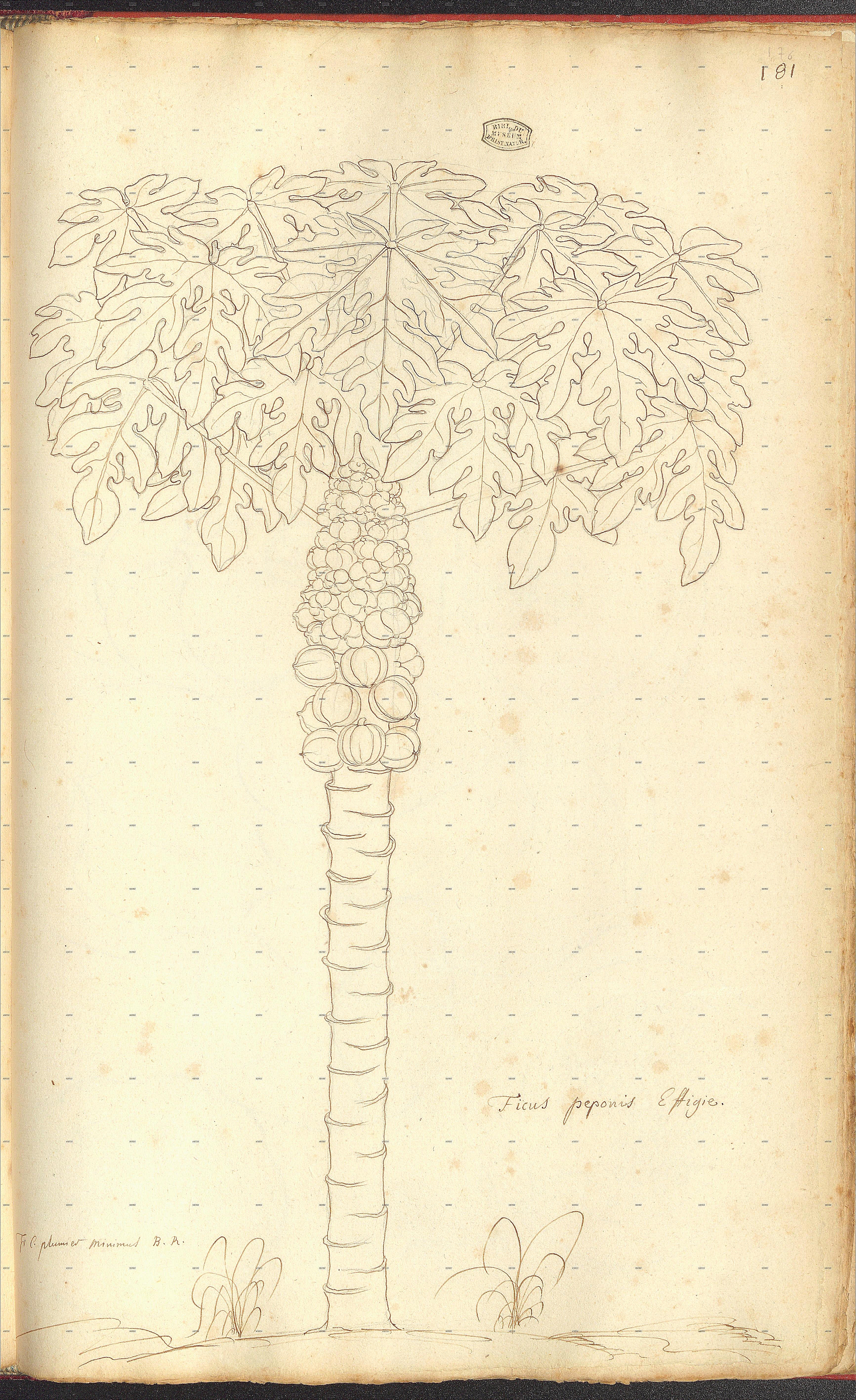 no full size  illustration available (3a)