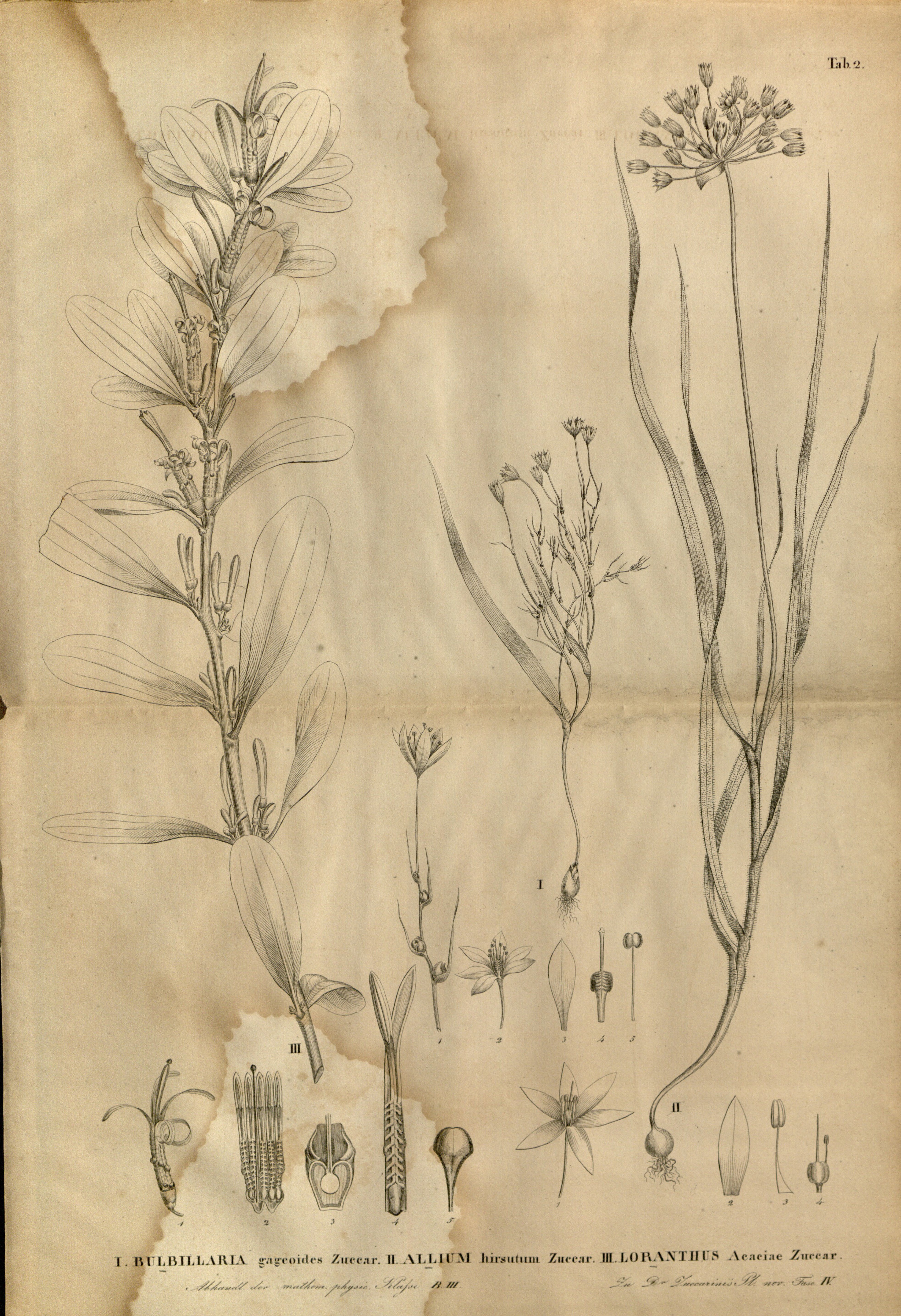 no full size  illustration available (3a)