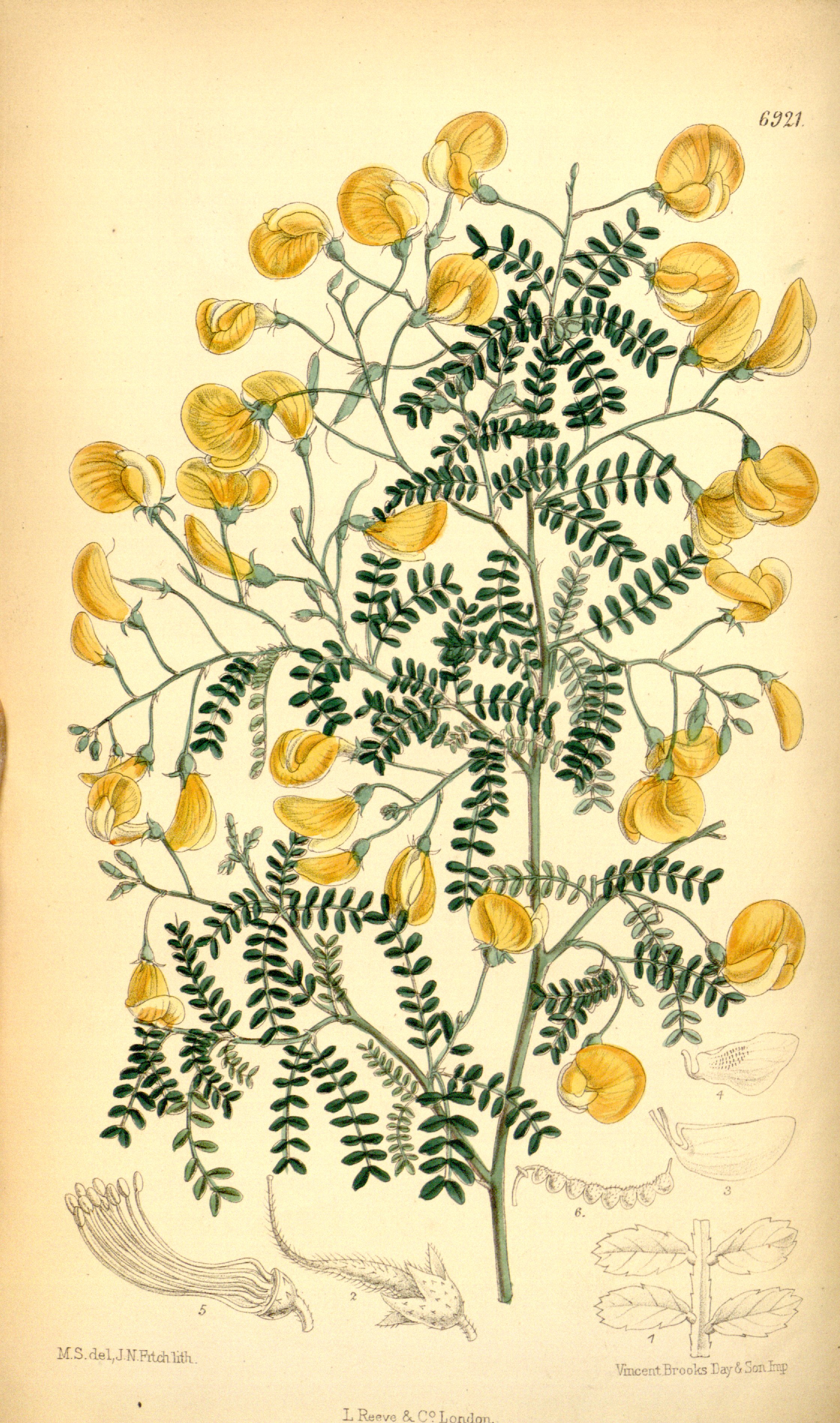 no full size  illustration available (3a)