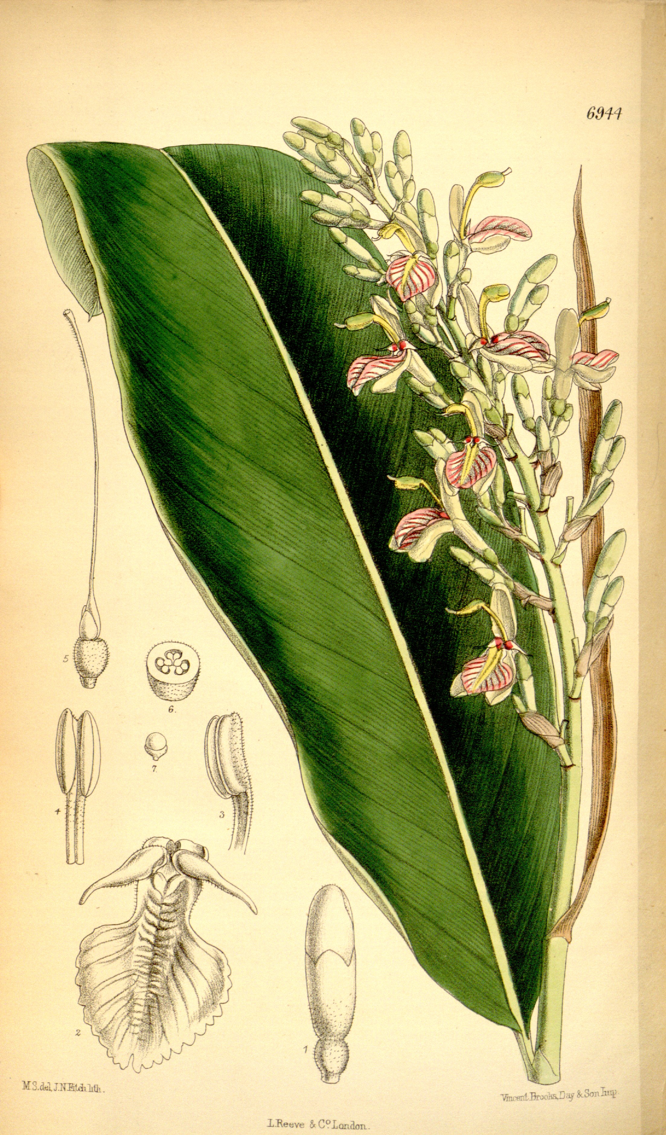 no full size  illustration available (3a)