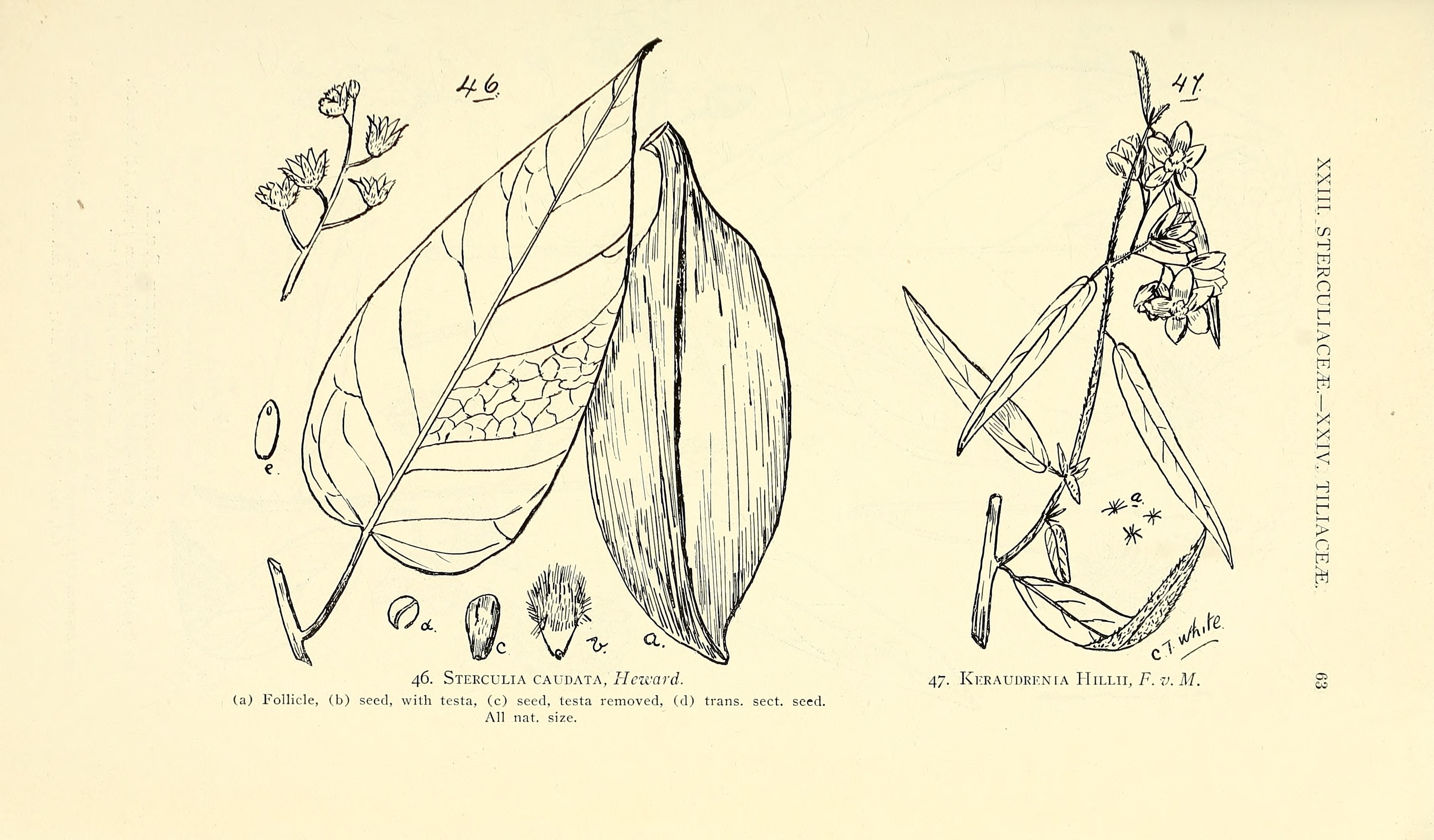 no full size  illustration available (3a)