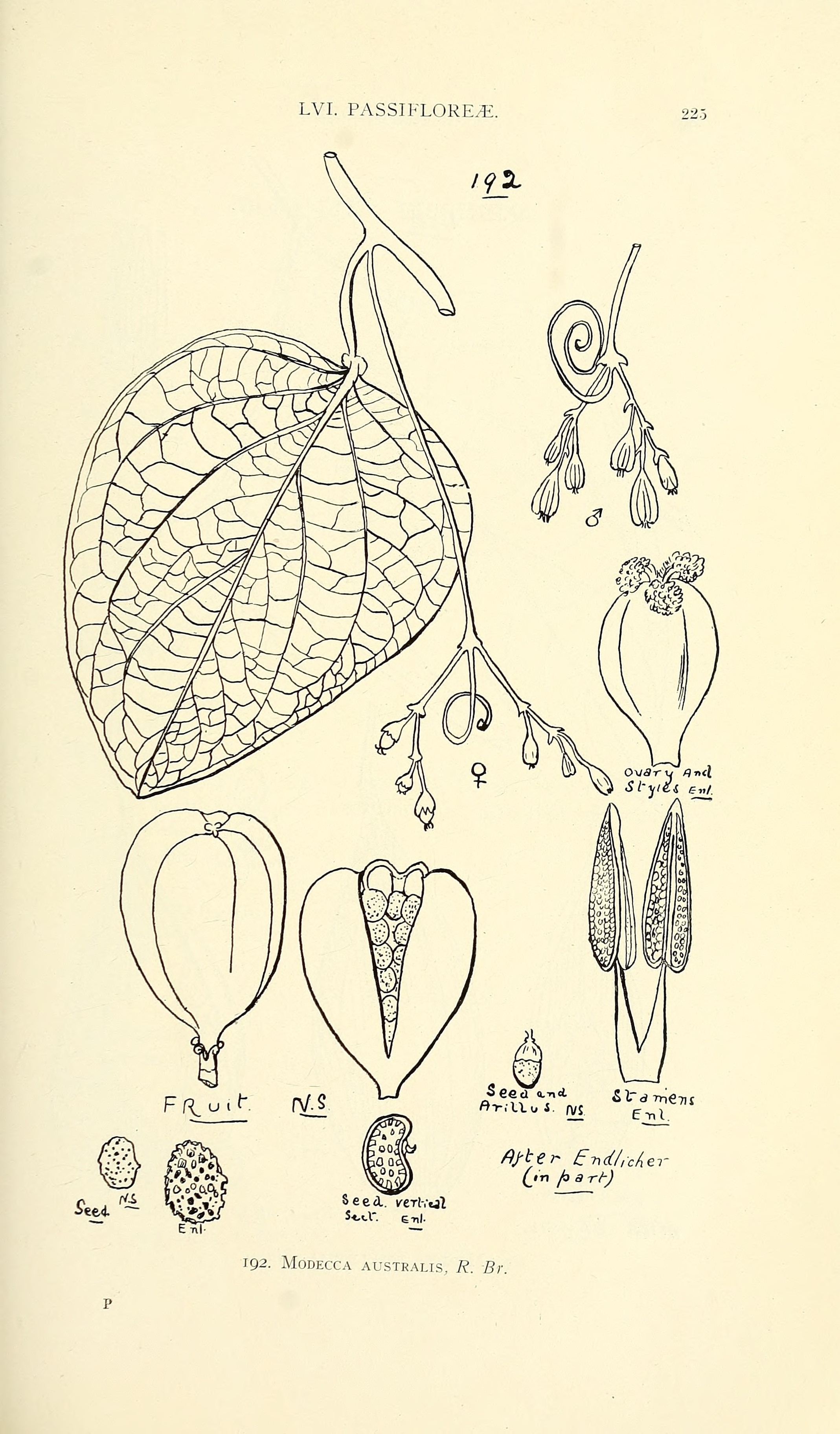 no full size  illustration available (3a)