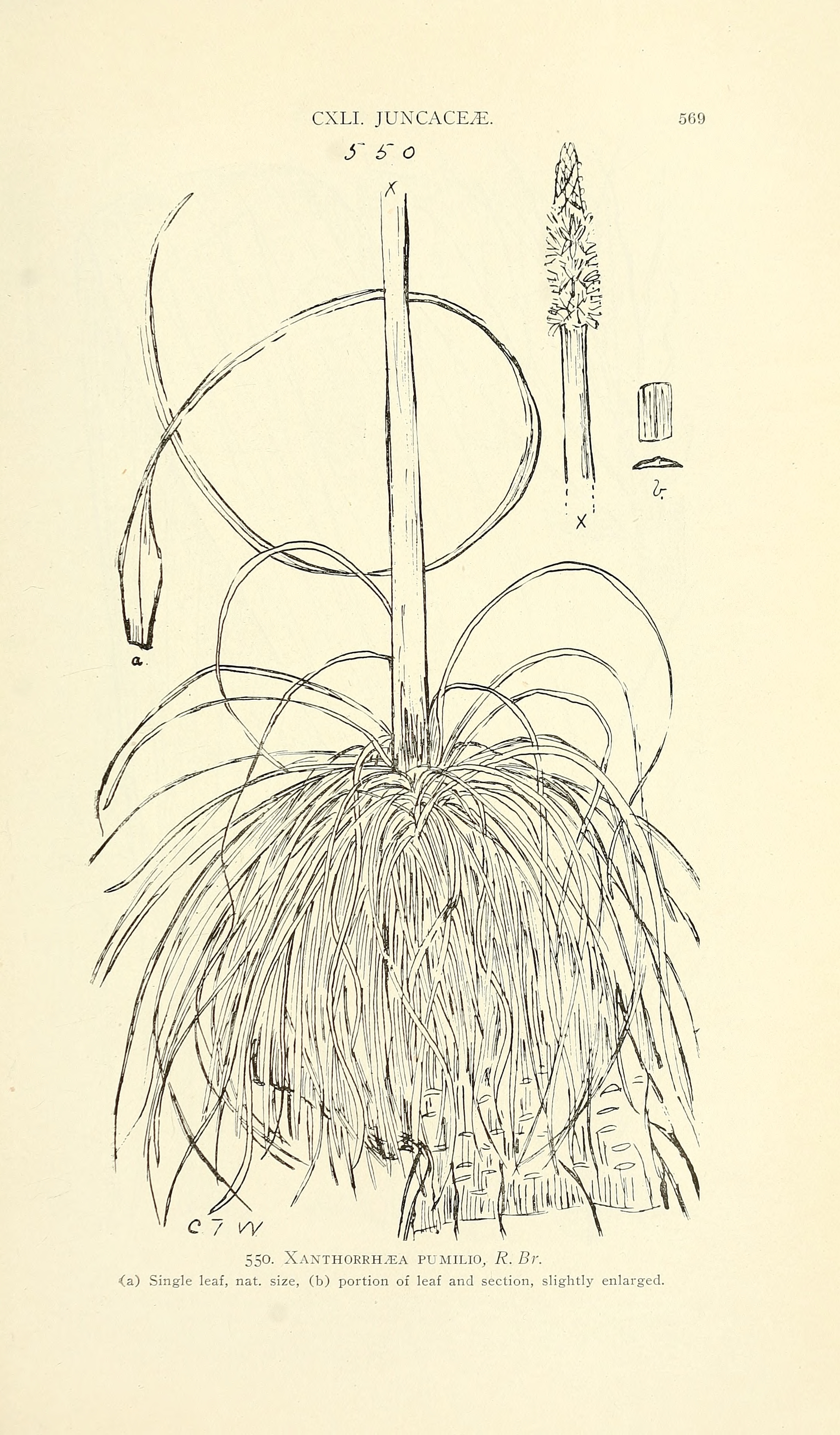 no full size  illustration available (3a)