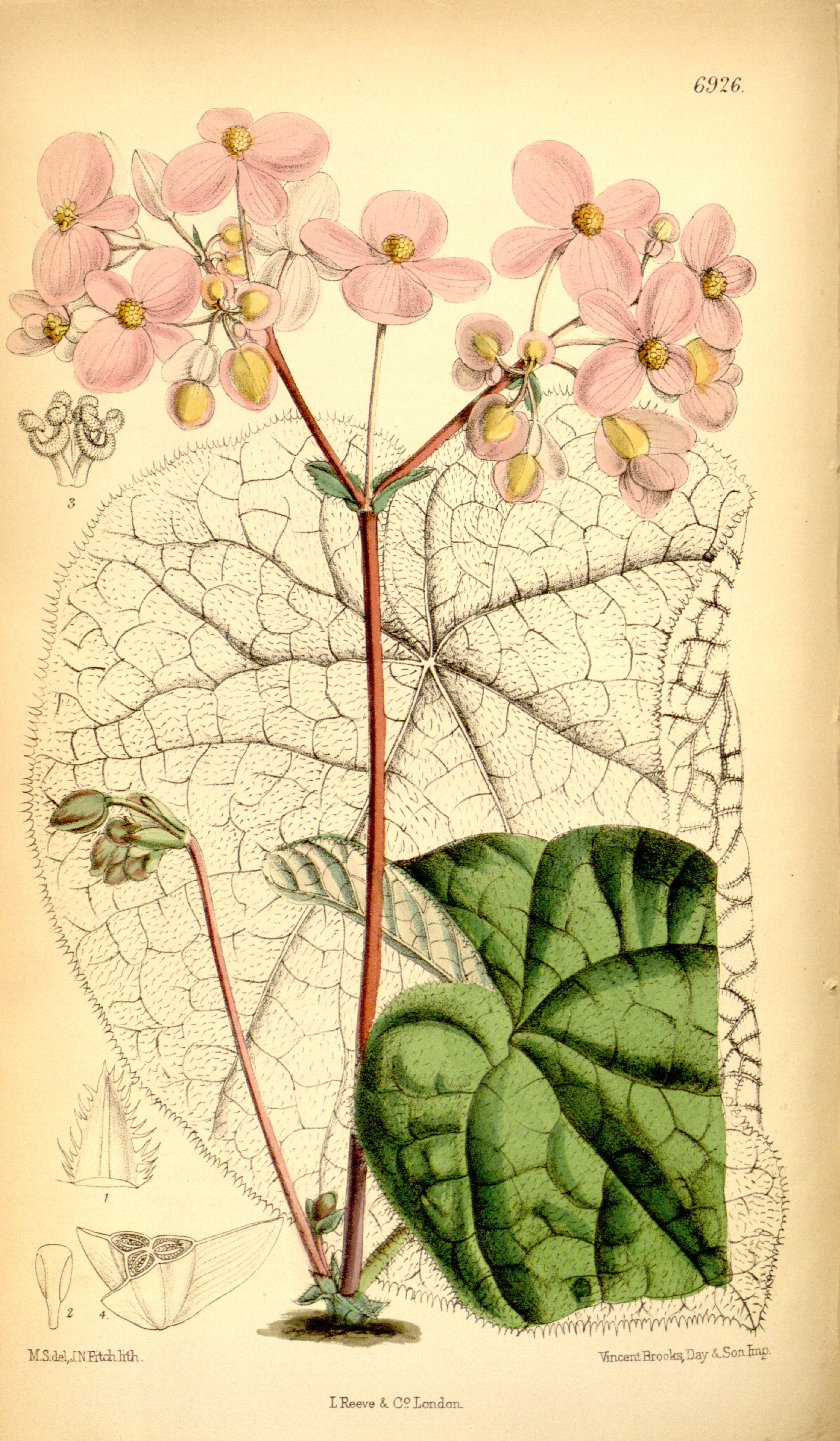 no full size  illustration available (3a)