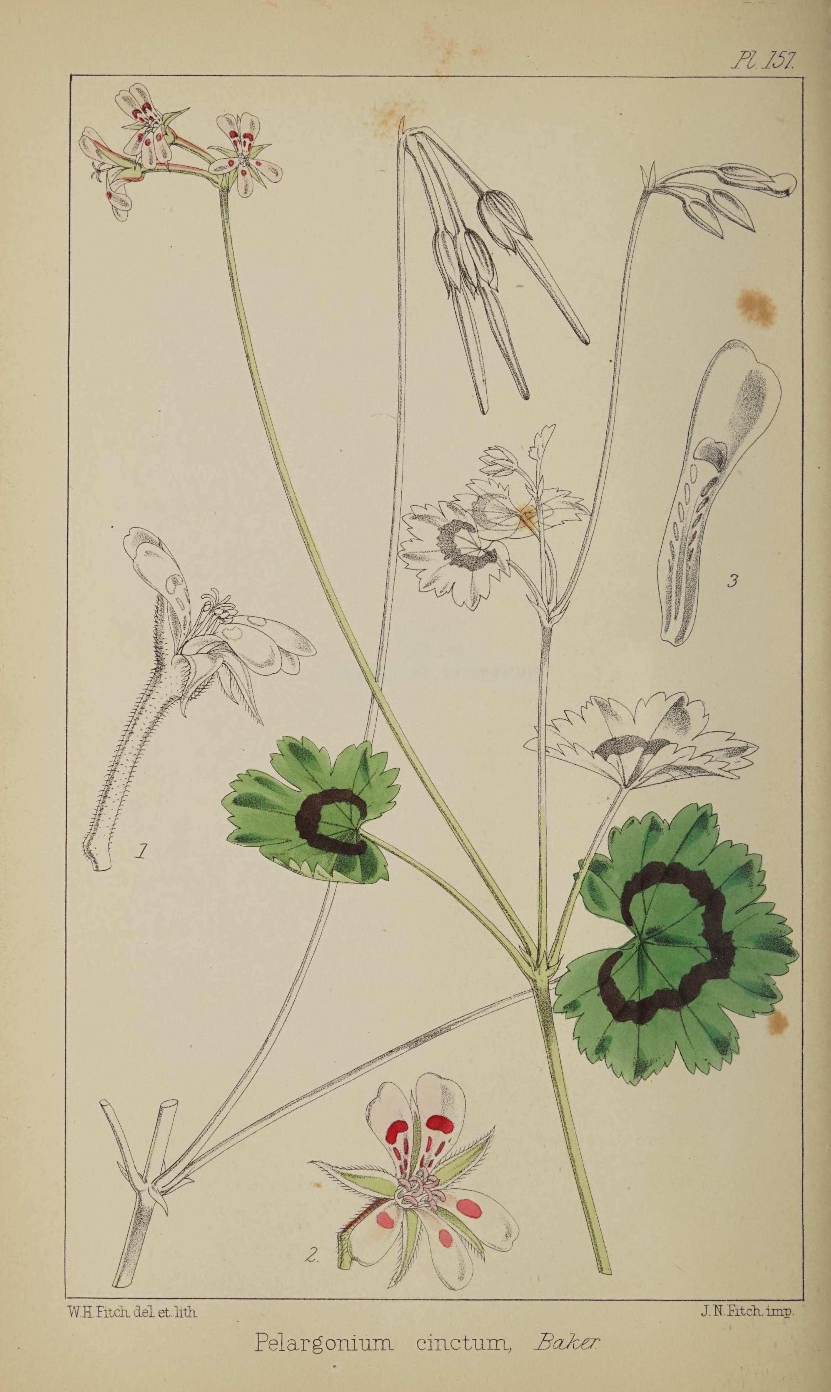 no full size  illustration available (3a)