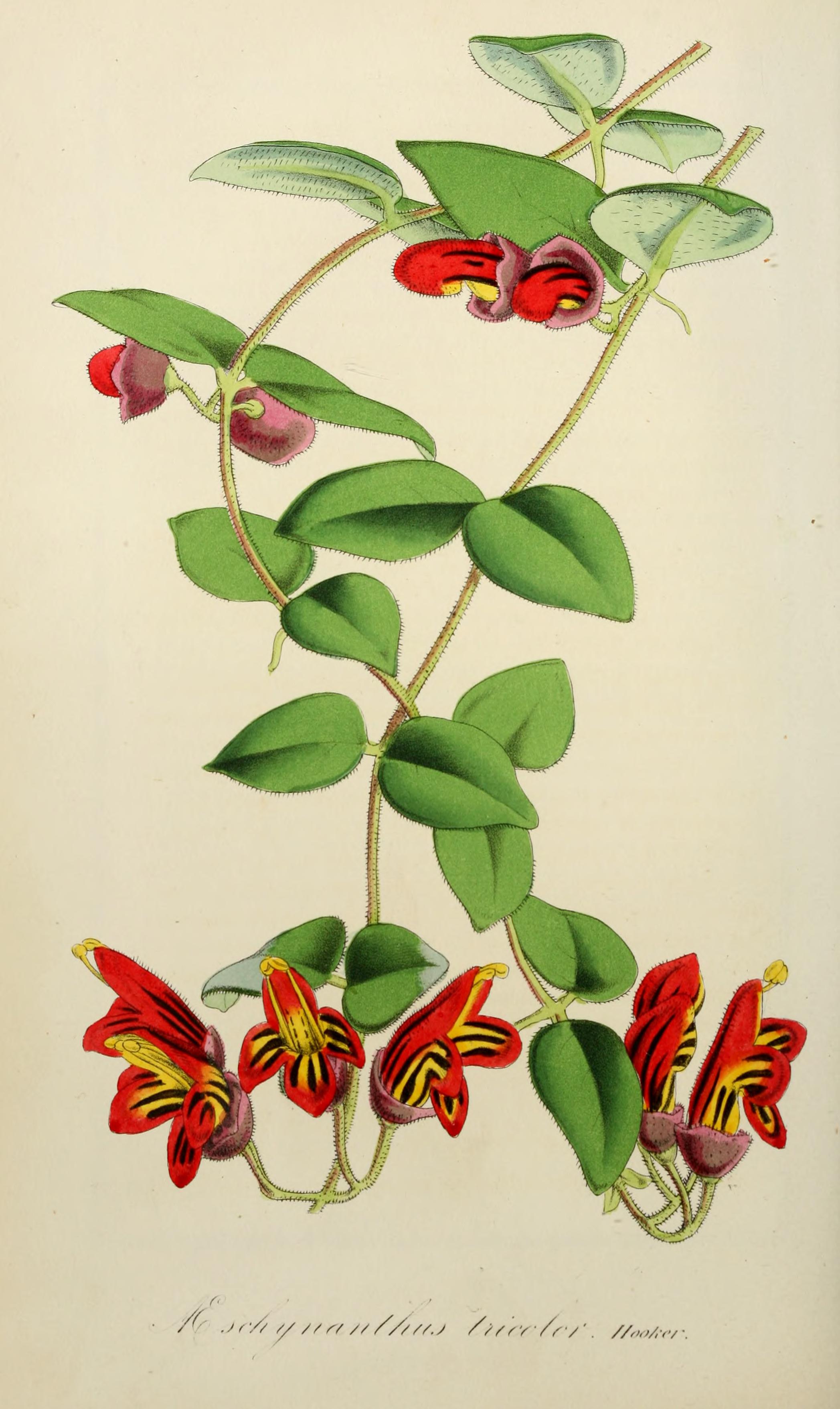 no full size  illustration available (3a)