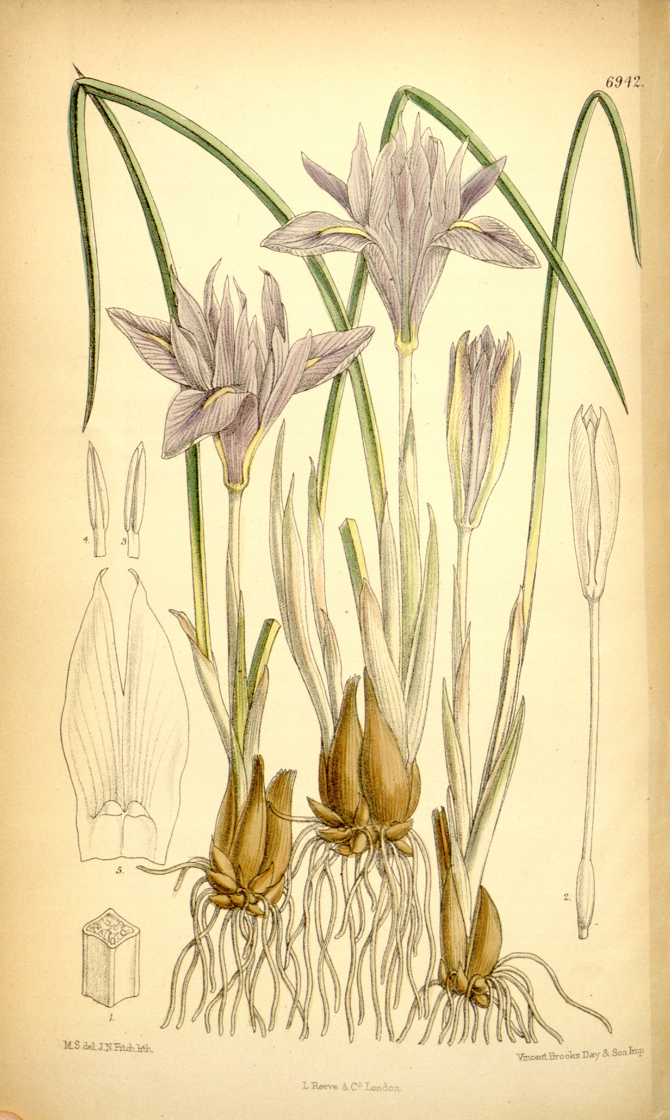 no full size  illustration available (3a)