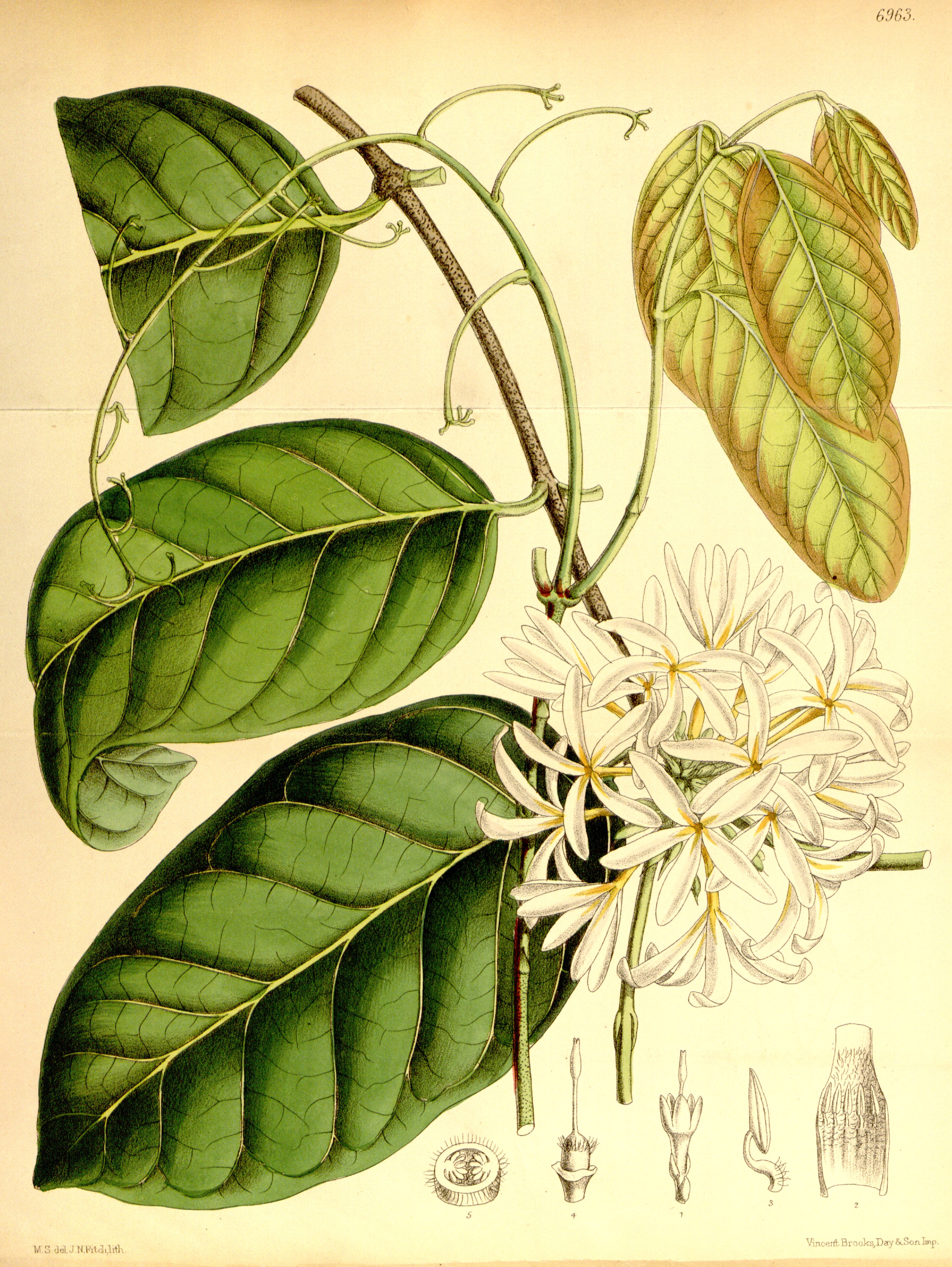 no full size  illustration available (3a)