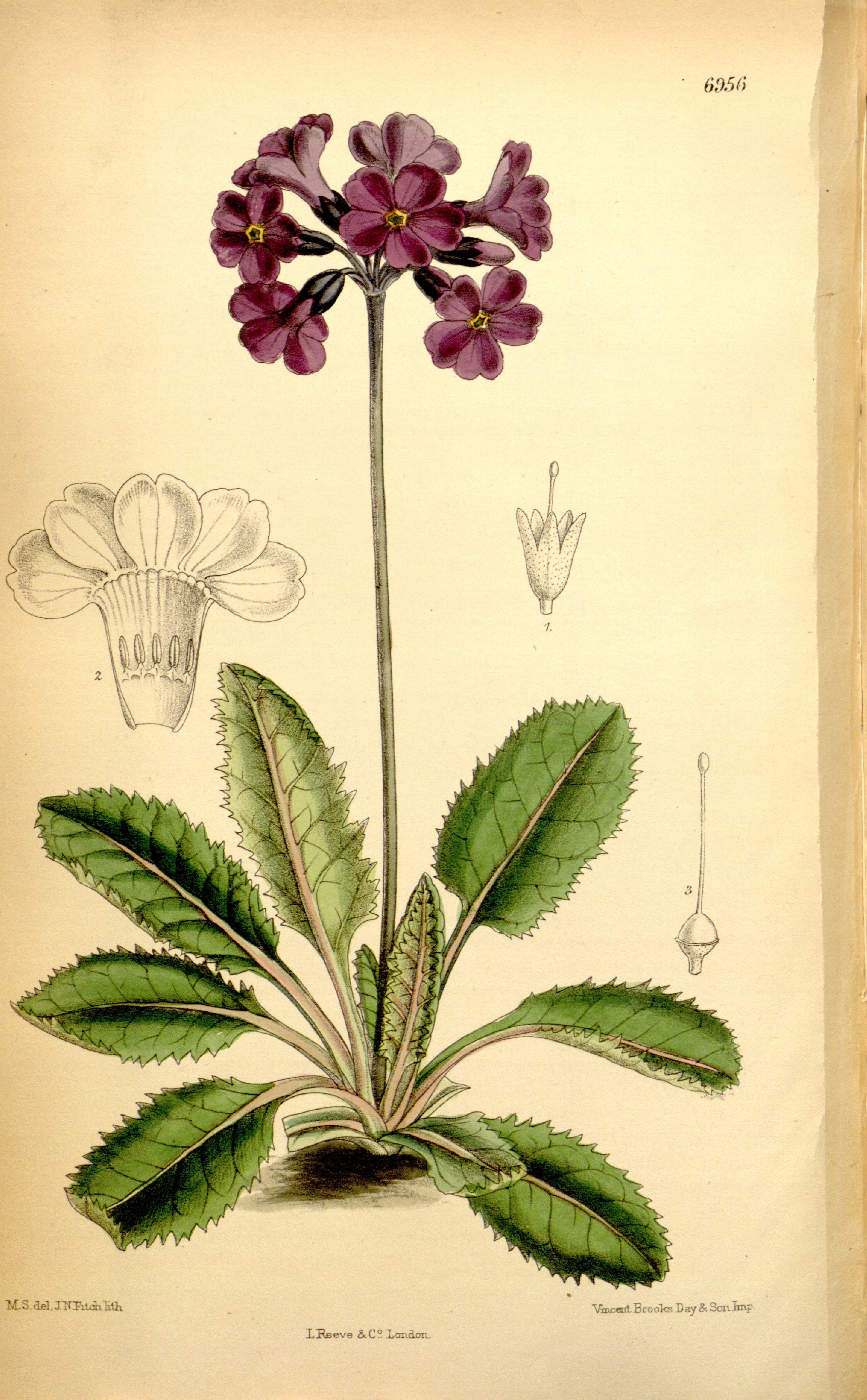 no full size  illustration available (3a)