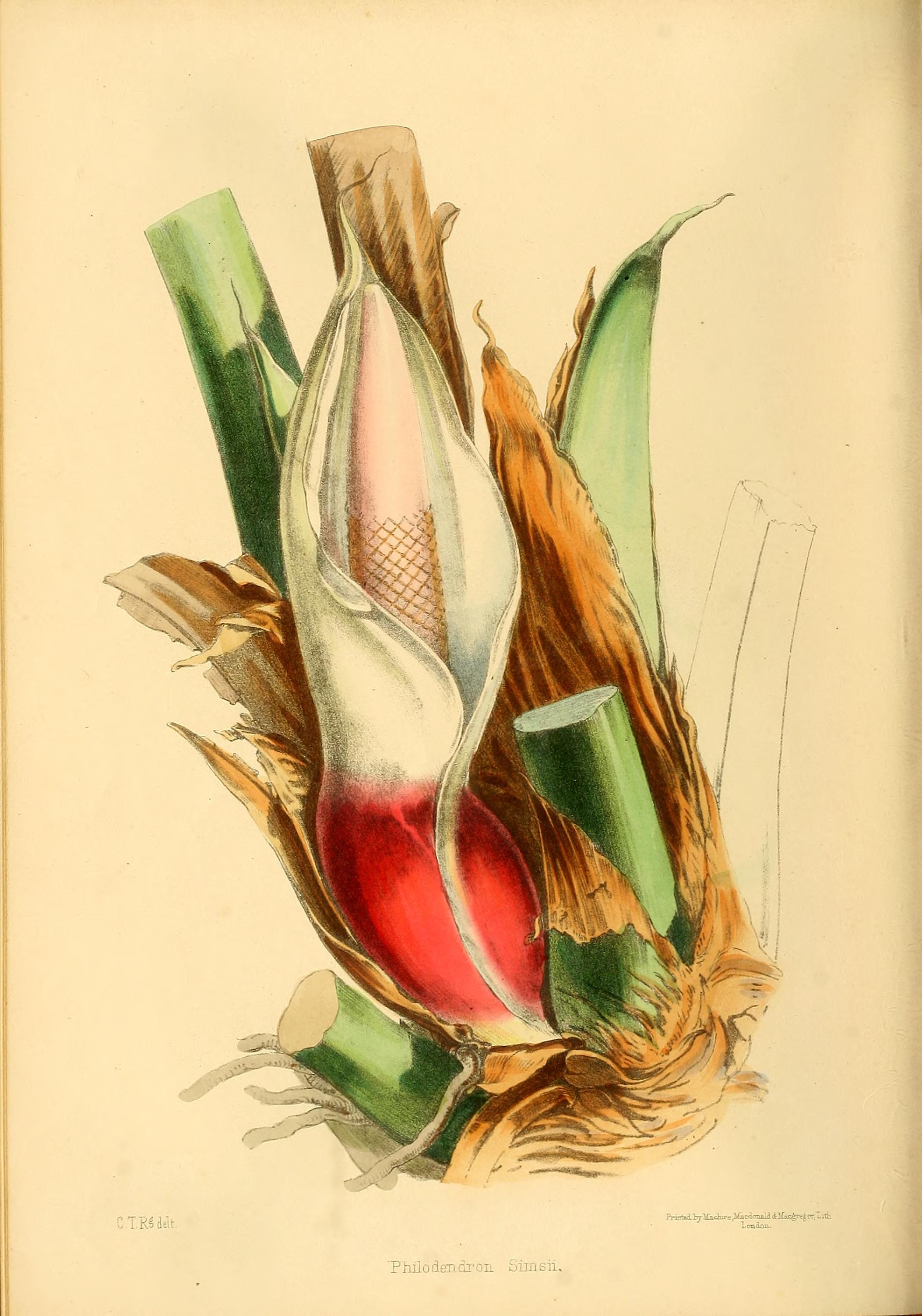 no full size  illustration available (3a)