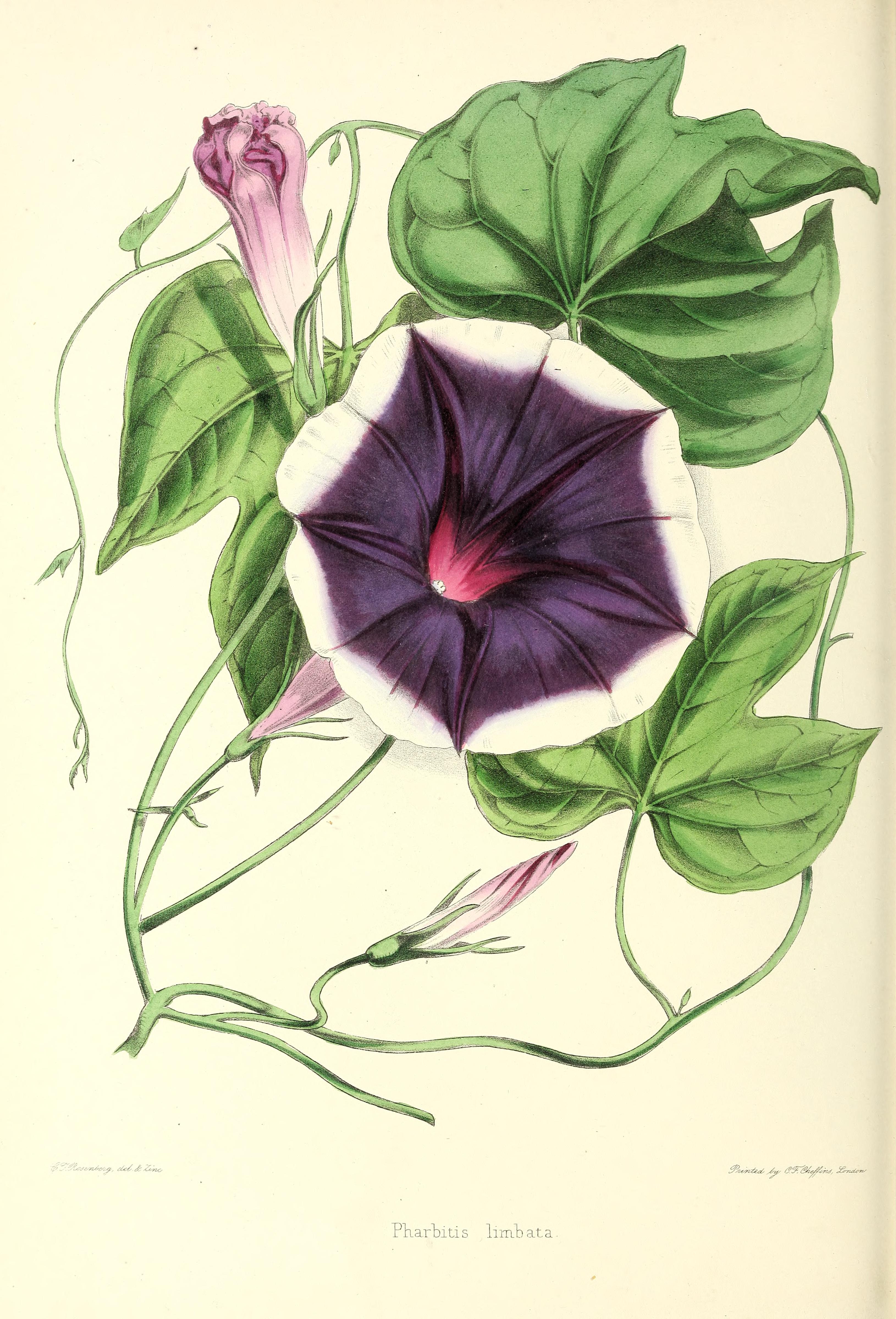 no full size  illustration available (3a)