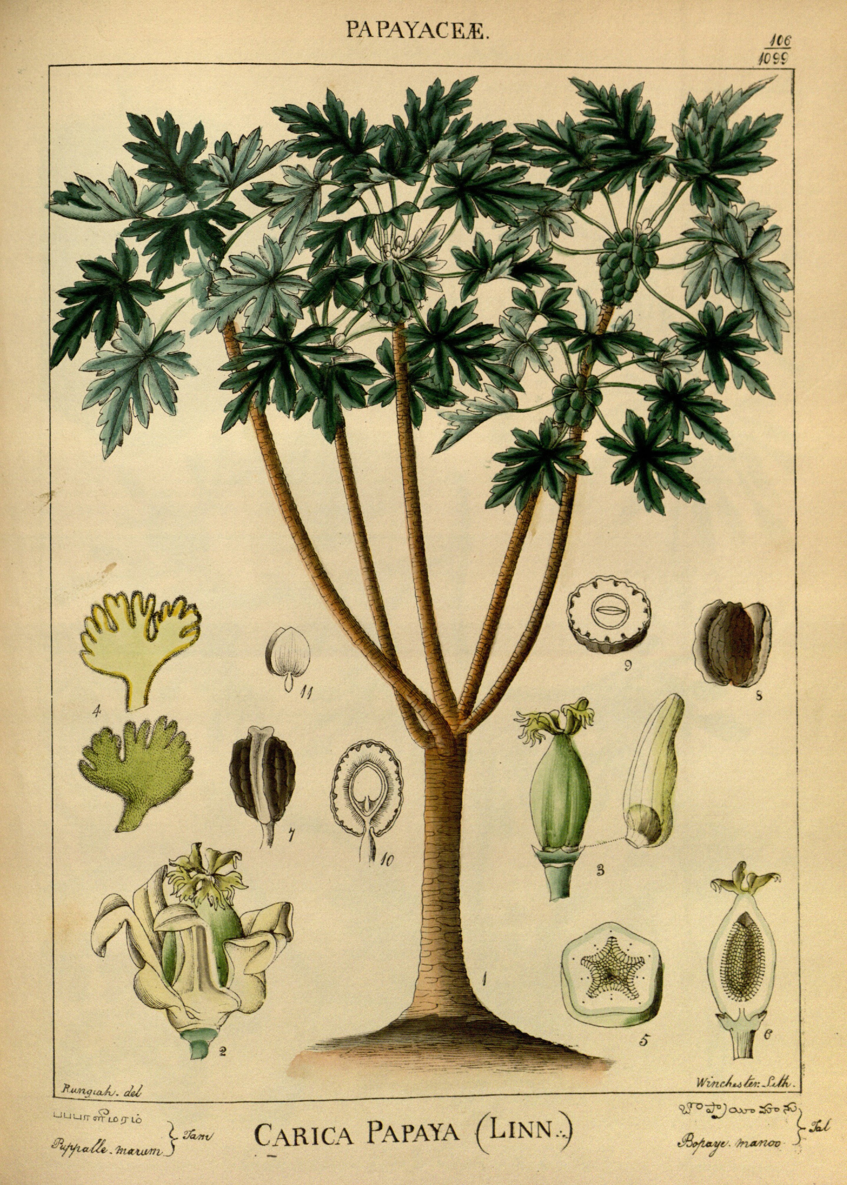 no full size  illustration available (3a)