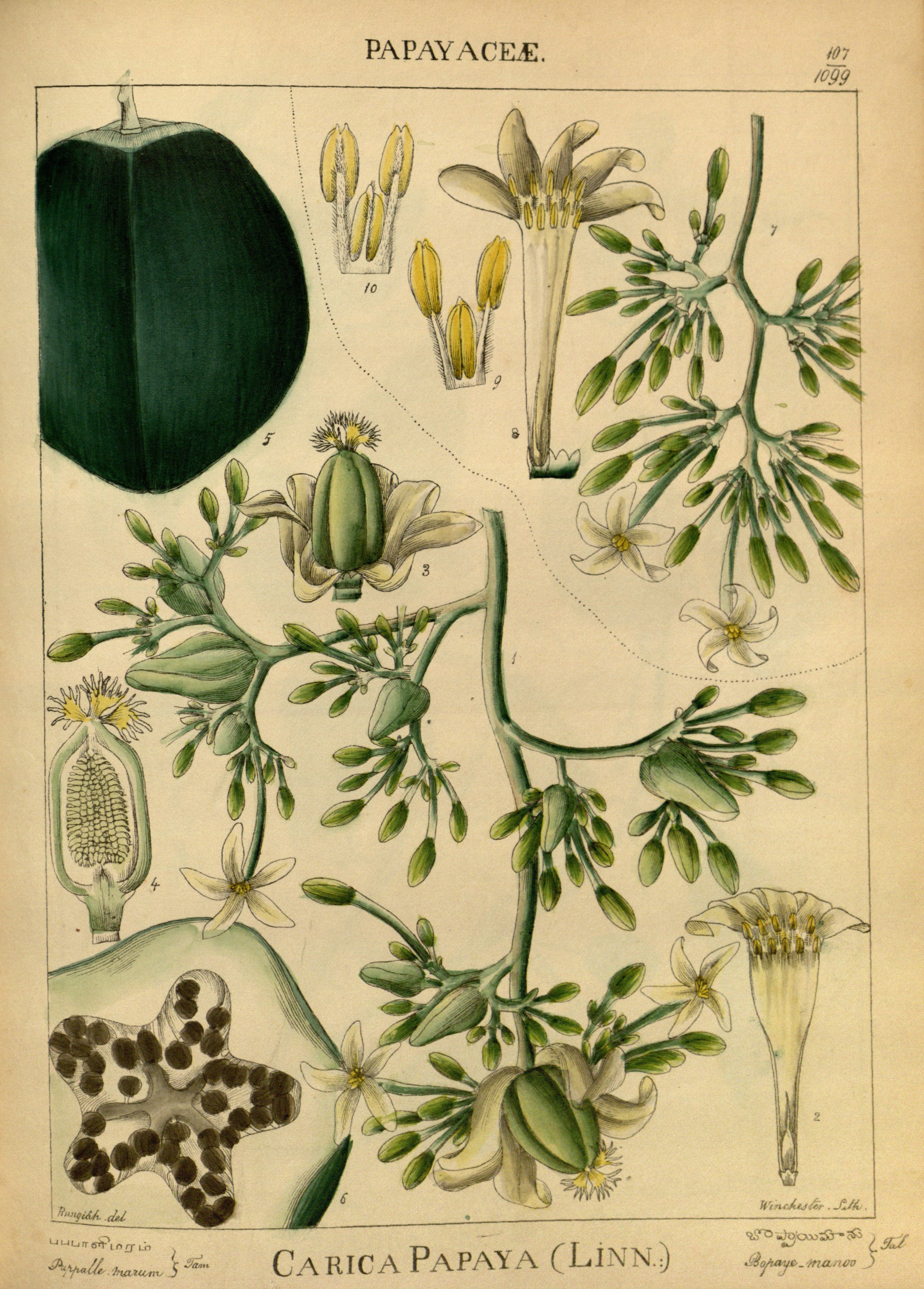 no full size  illustration available (3a)