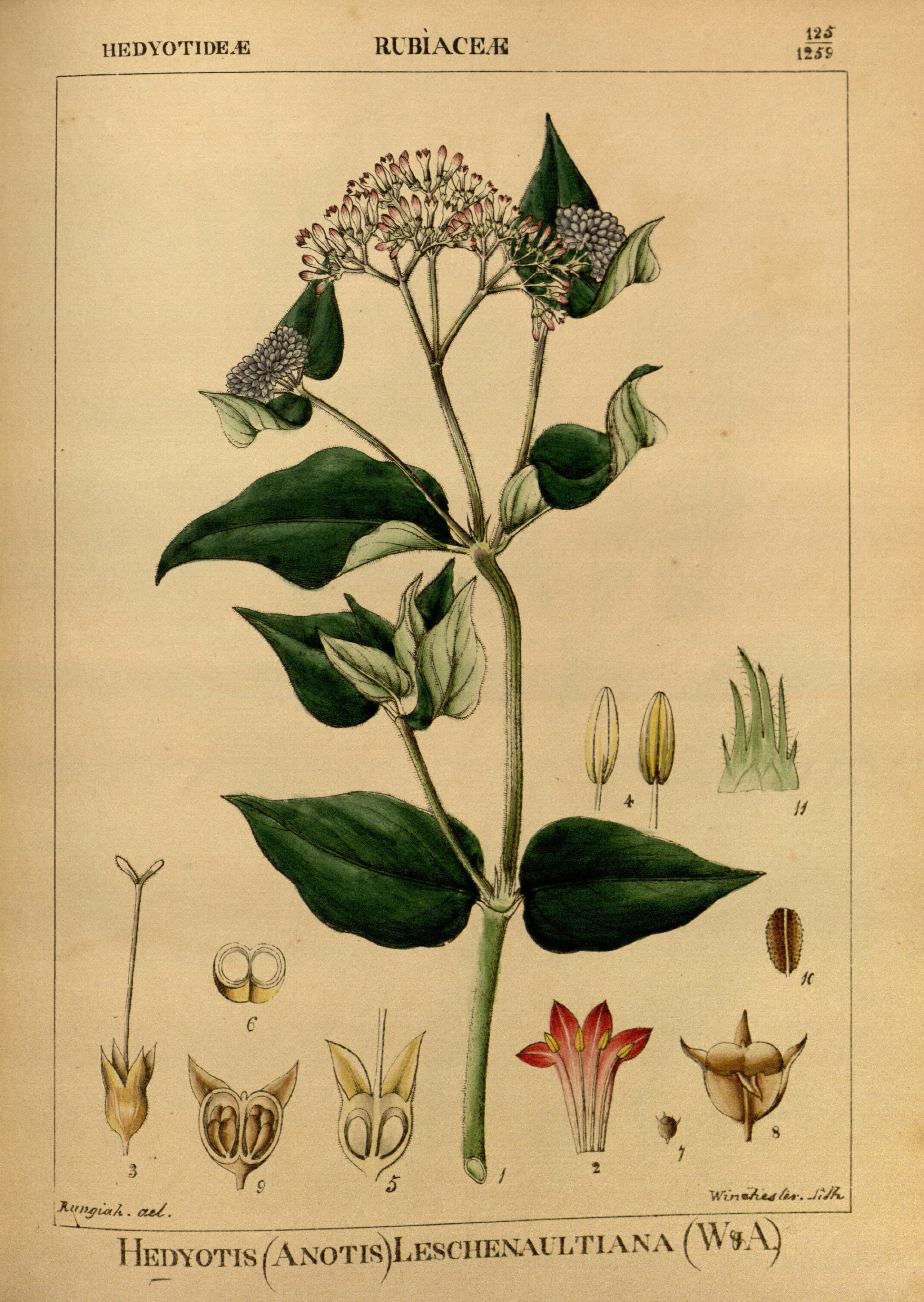 no full size  illustration available (3a)