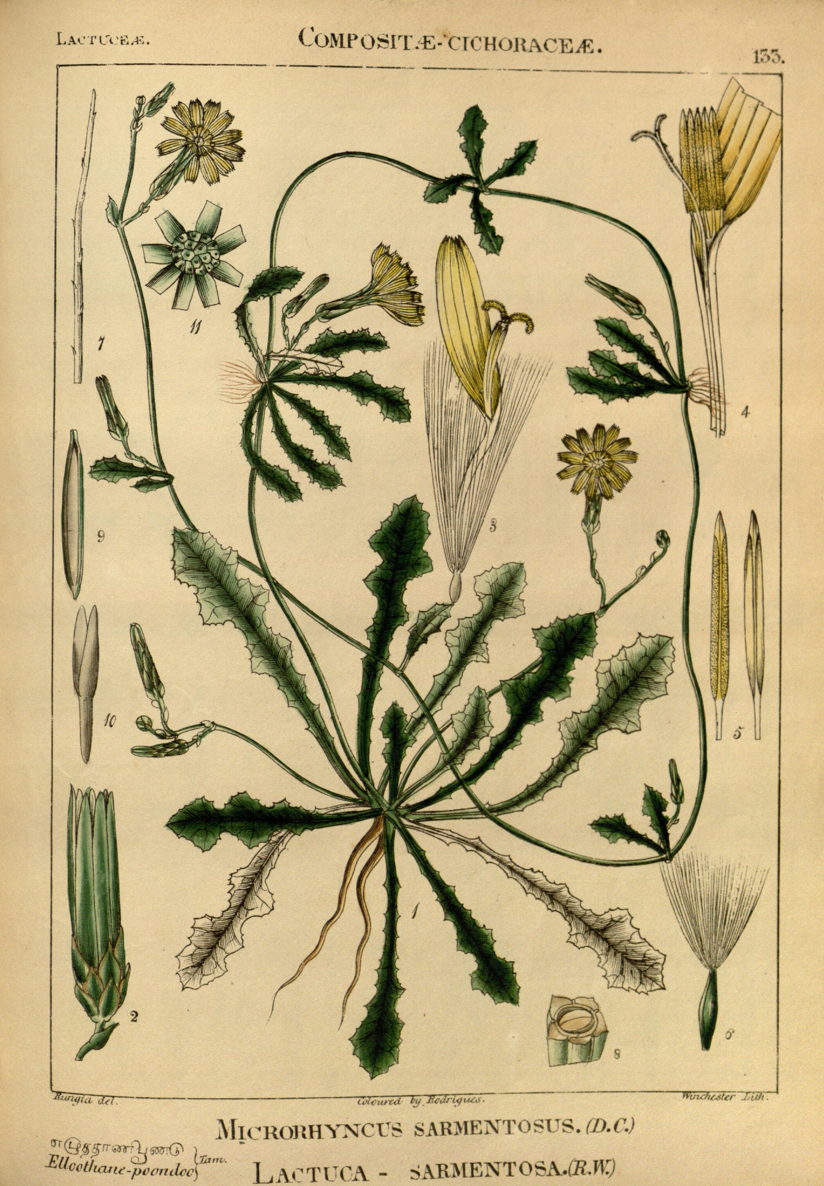 no full size  illustration available (3a)