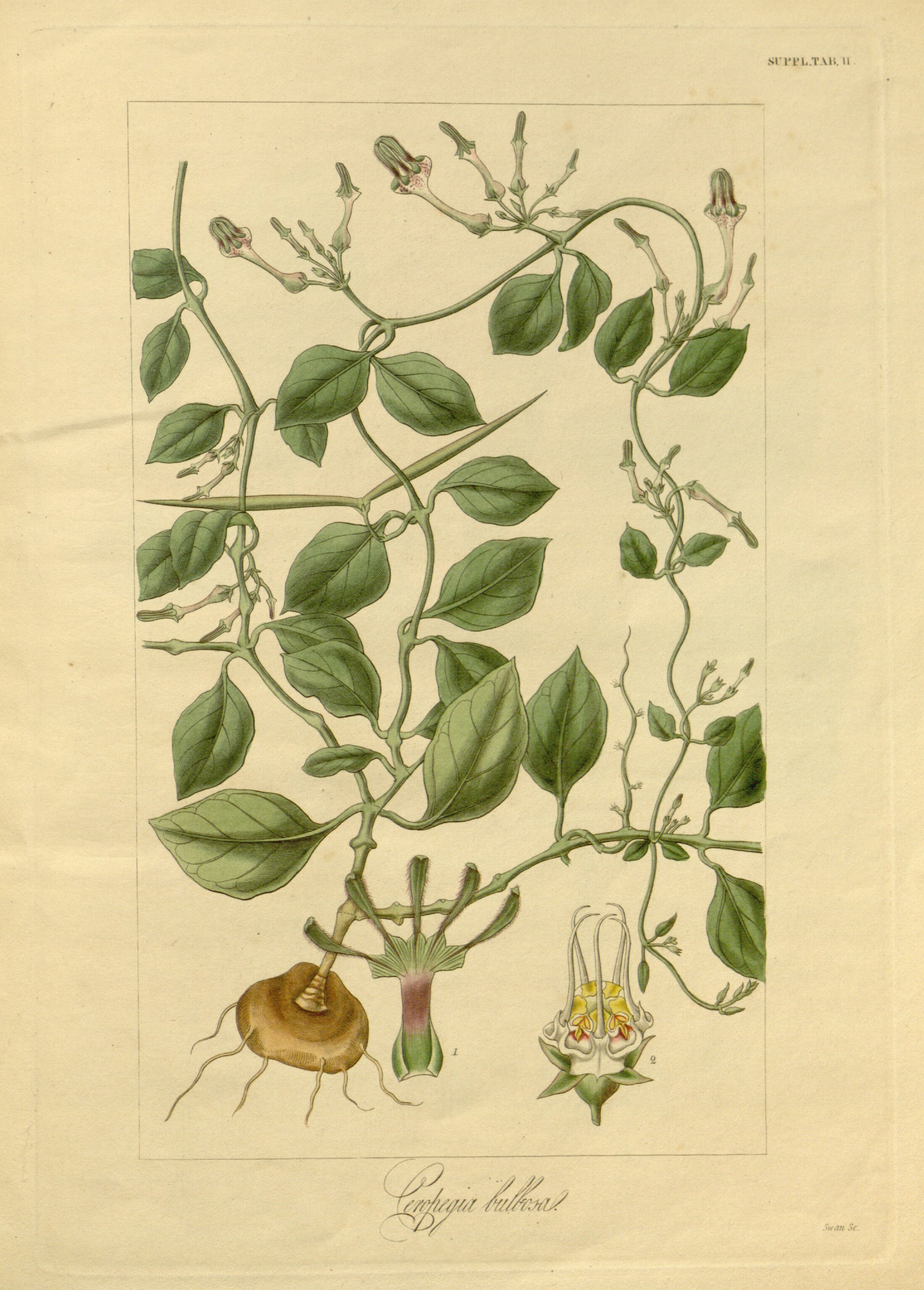 no full size  illustration available (3a)