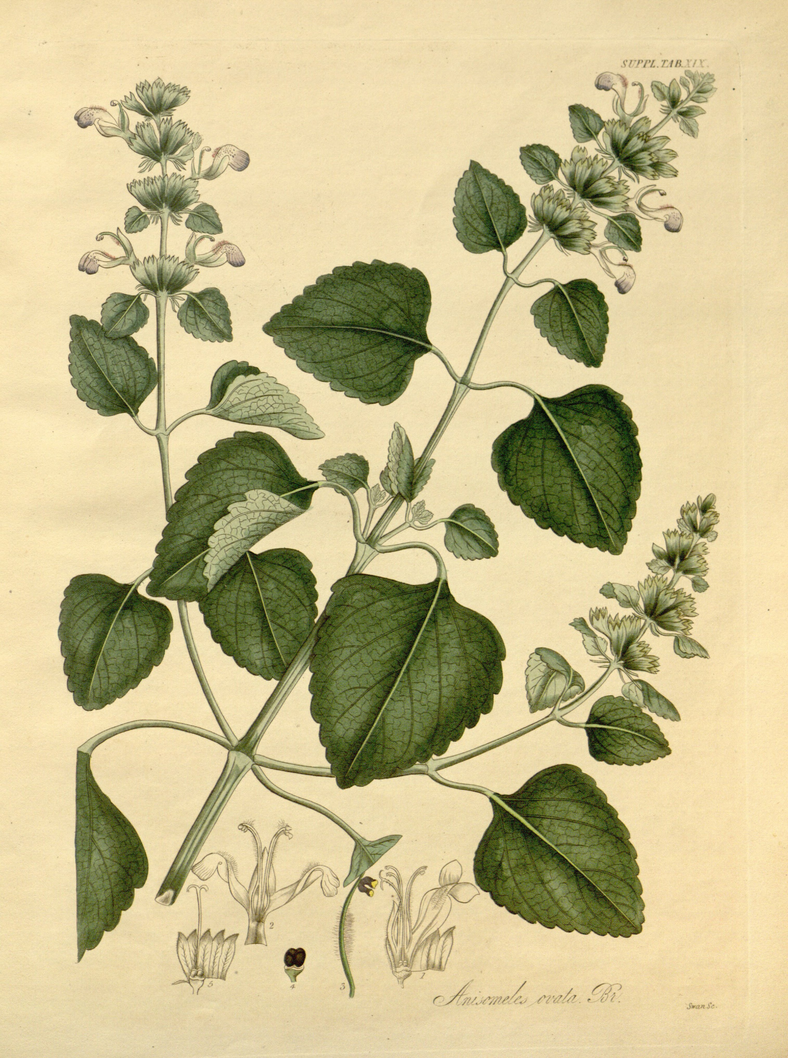 no full size  illustration available (3a)