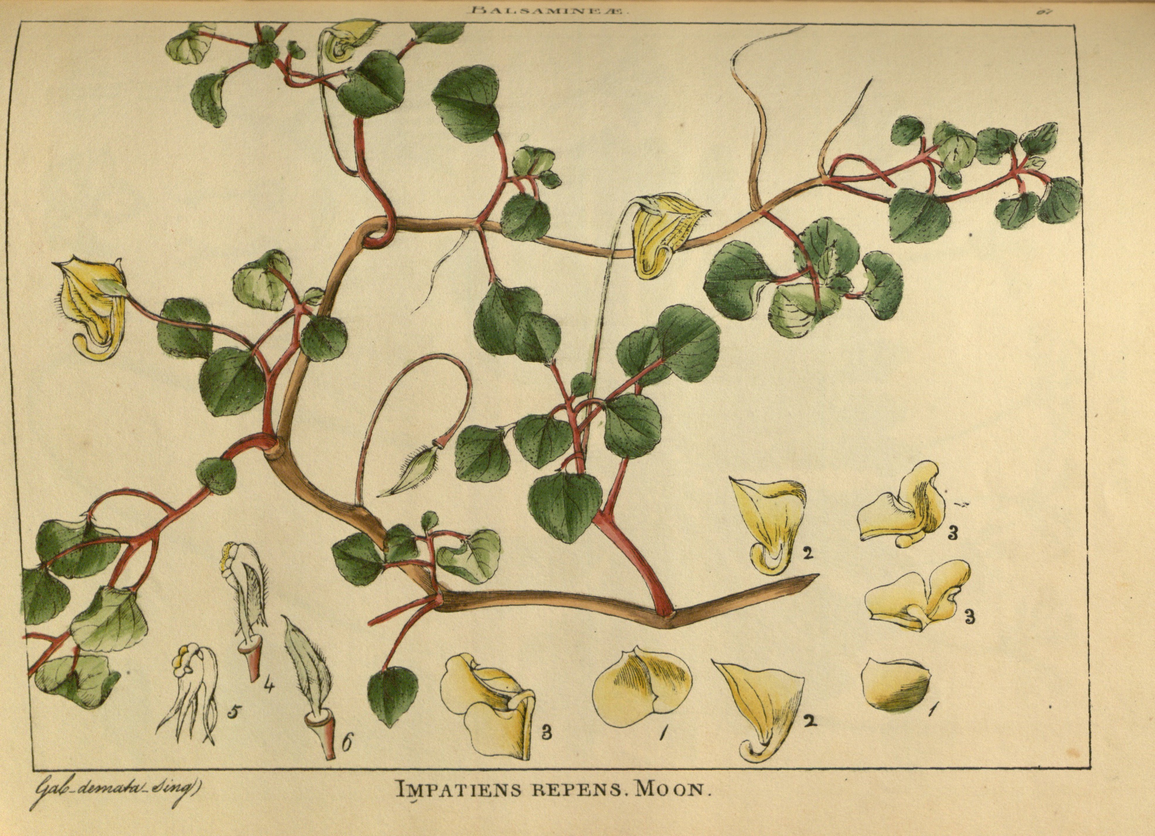 no full size  illustration available (3a)