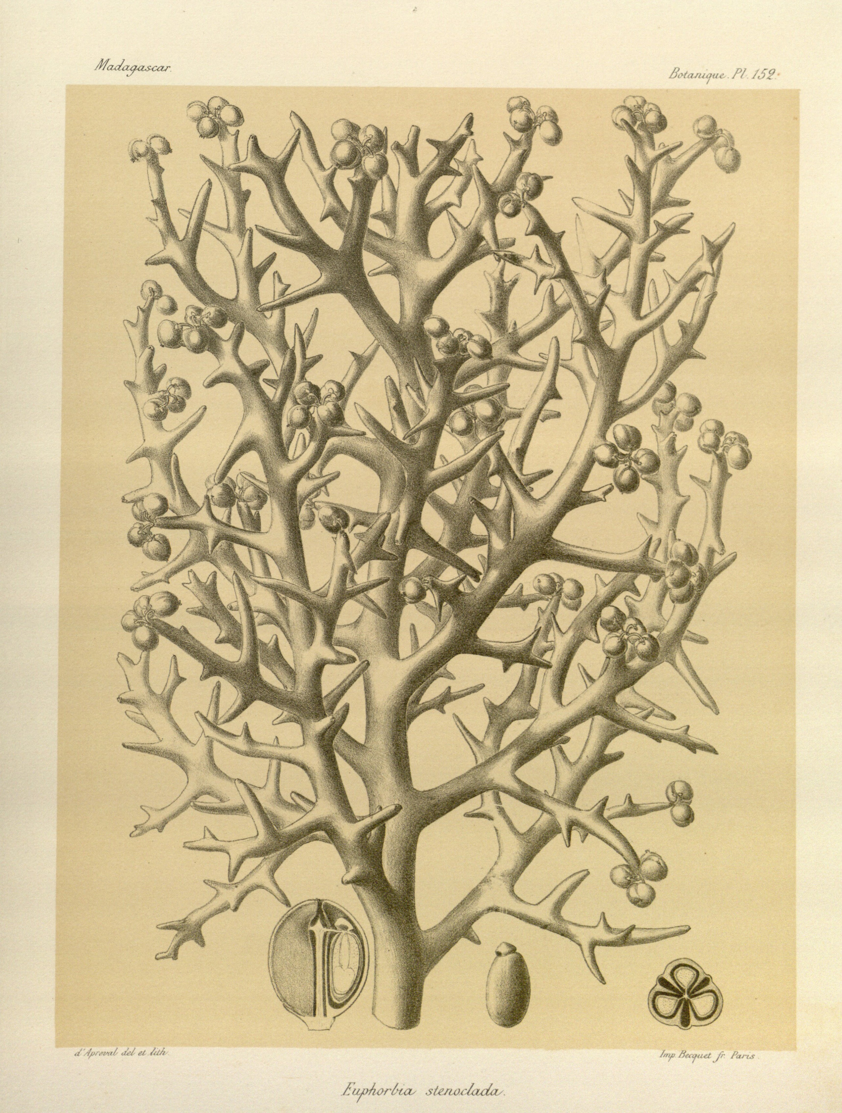 no full size  illustration available (3a)