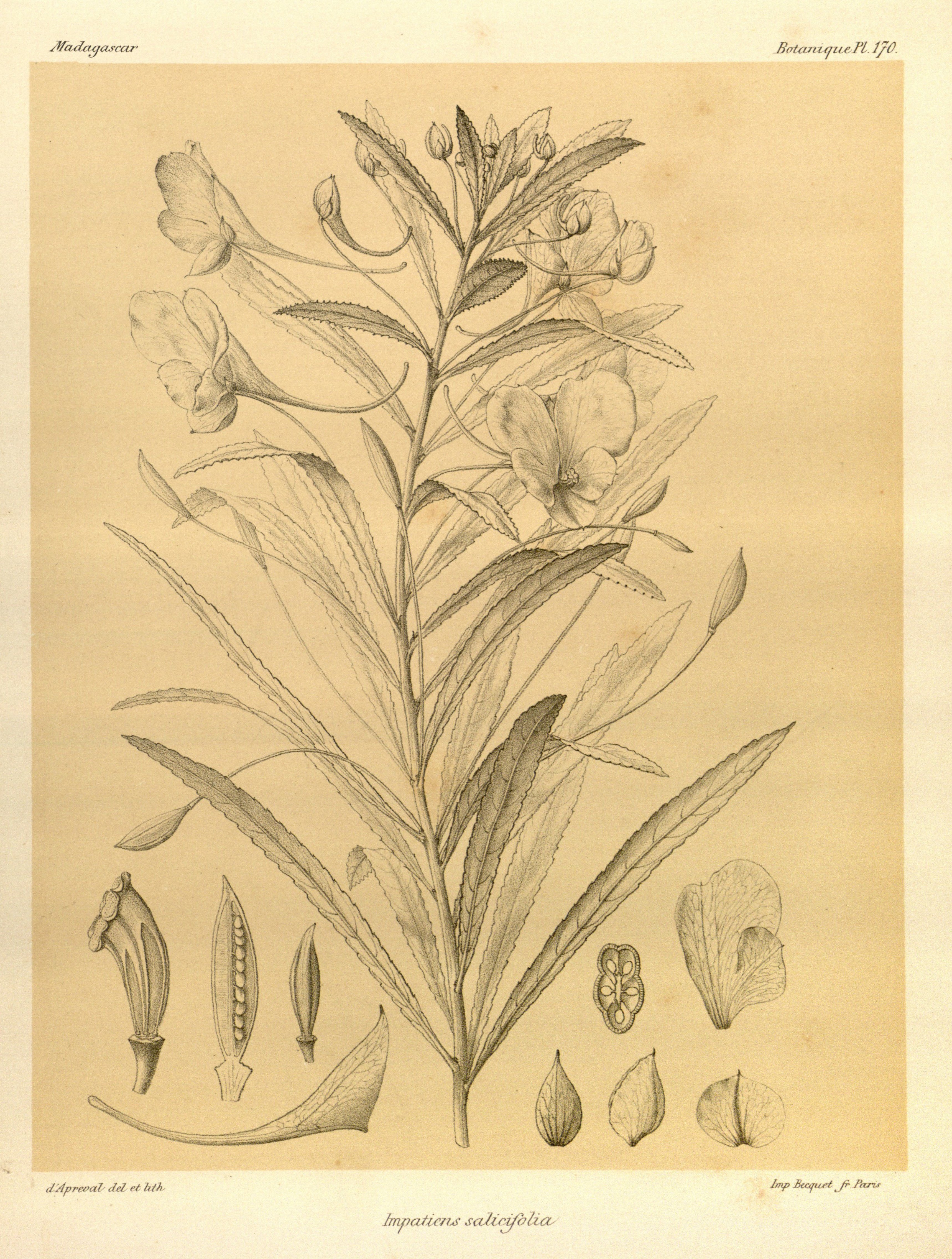 no full size  illustration available (3a)