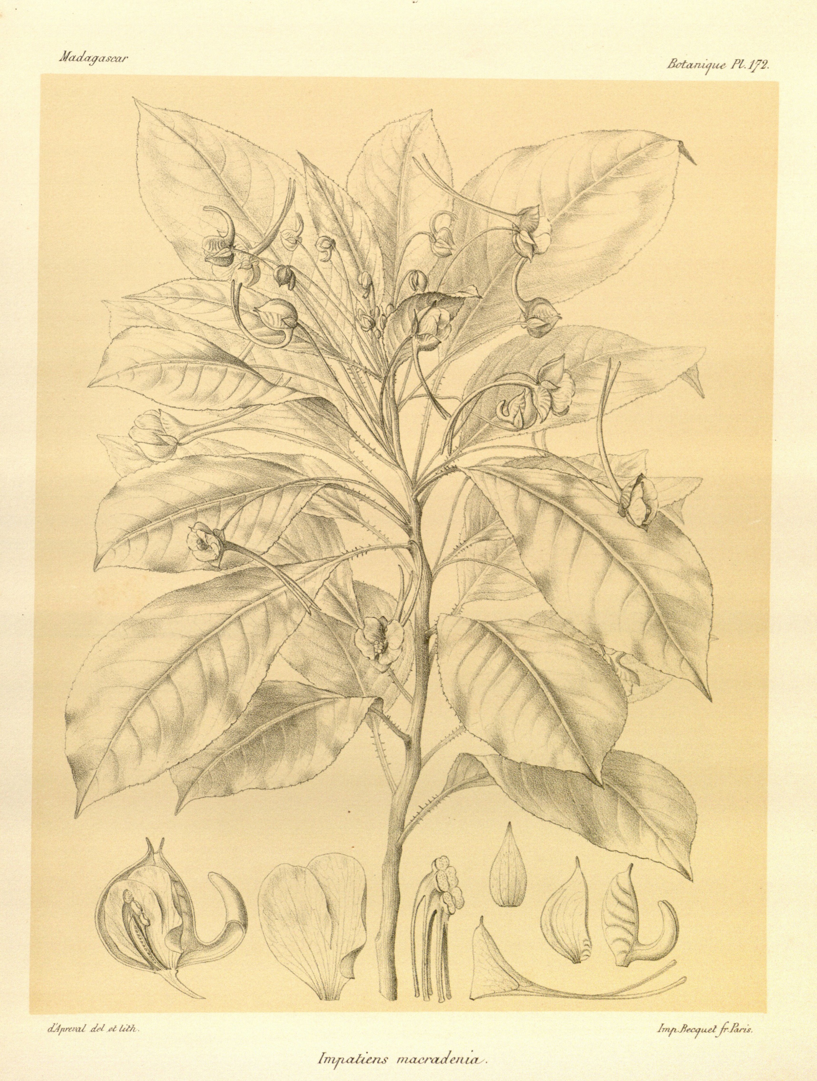 no full size  illustration available (3a)