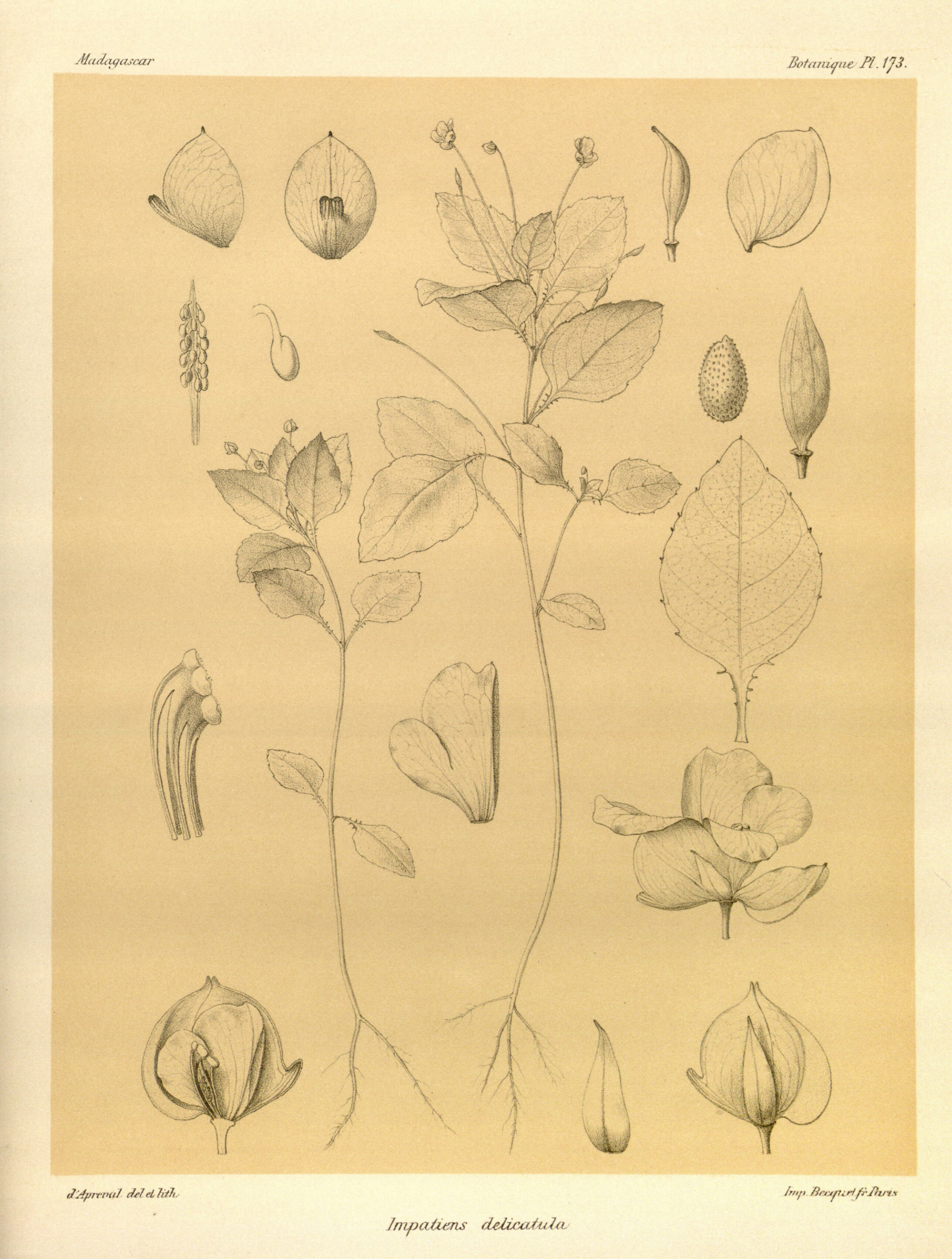 no full size  illustration available (3a)