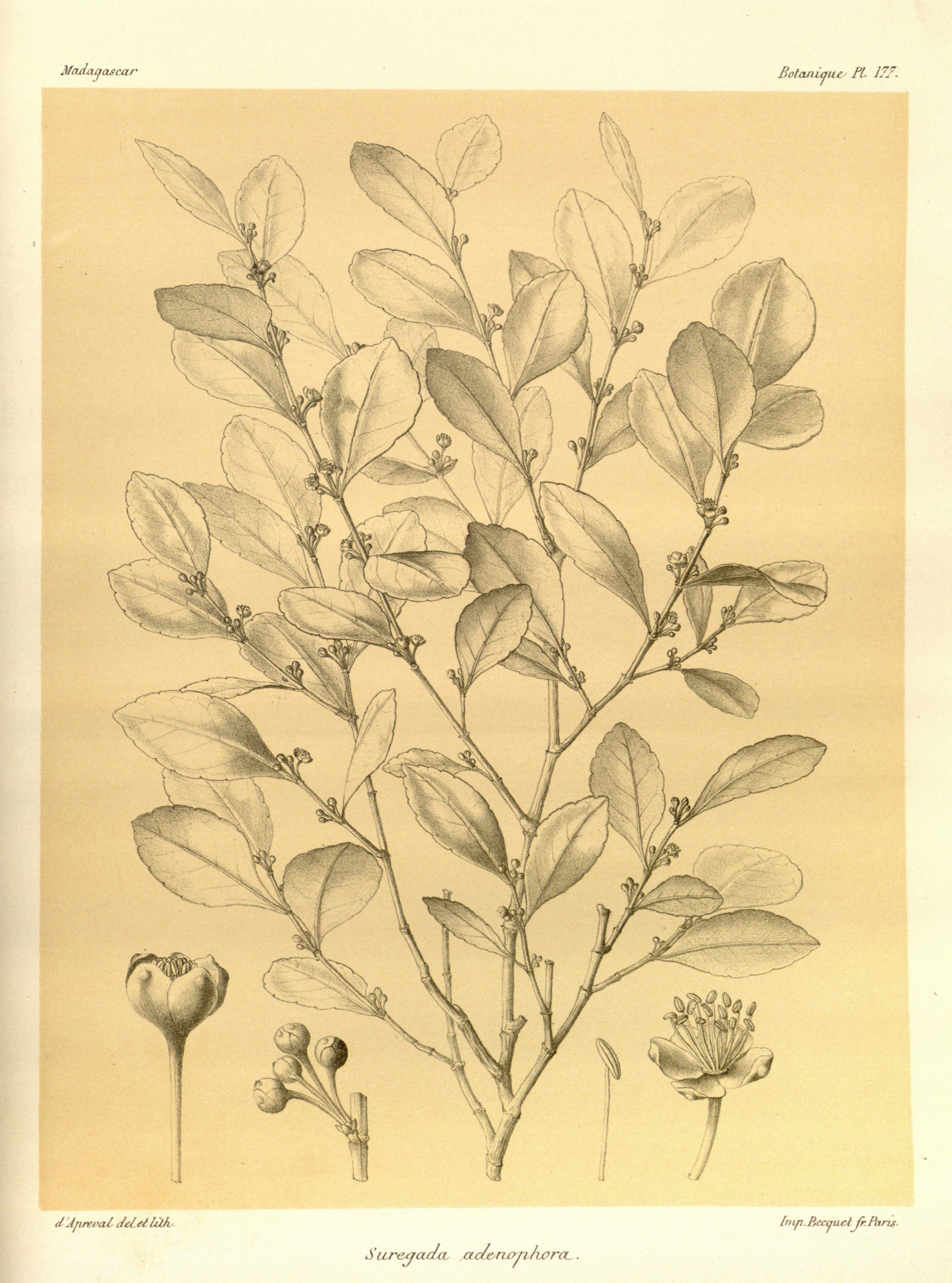 no full size  illustration available (3a)