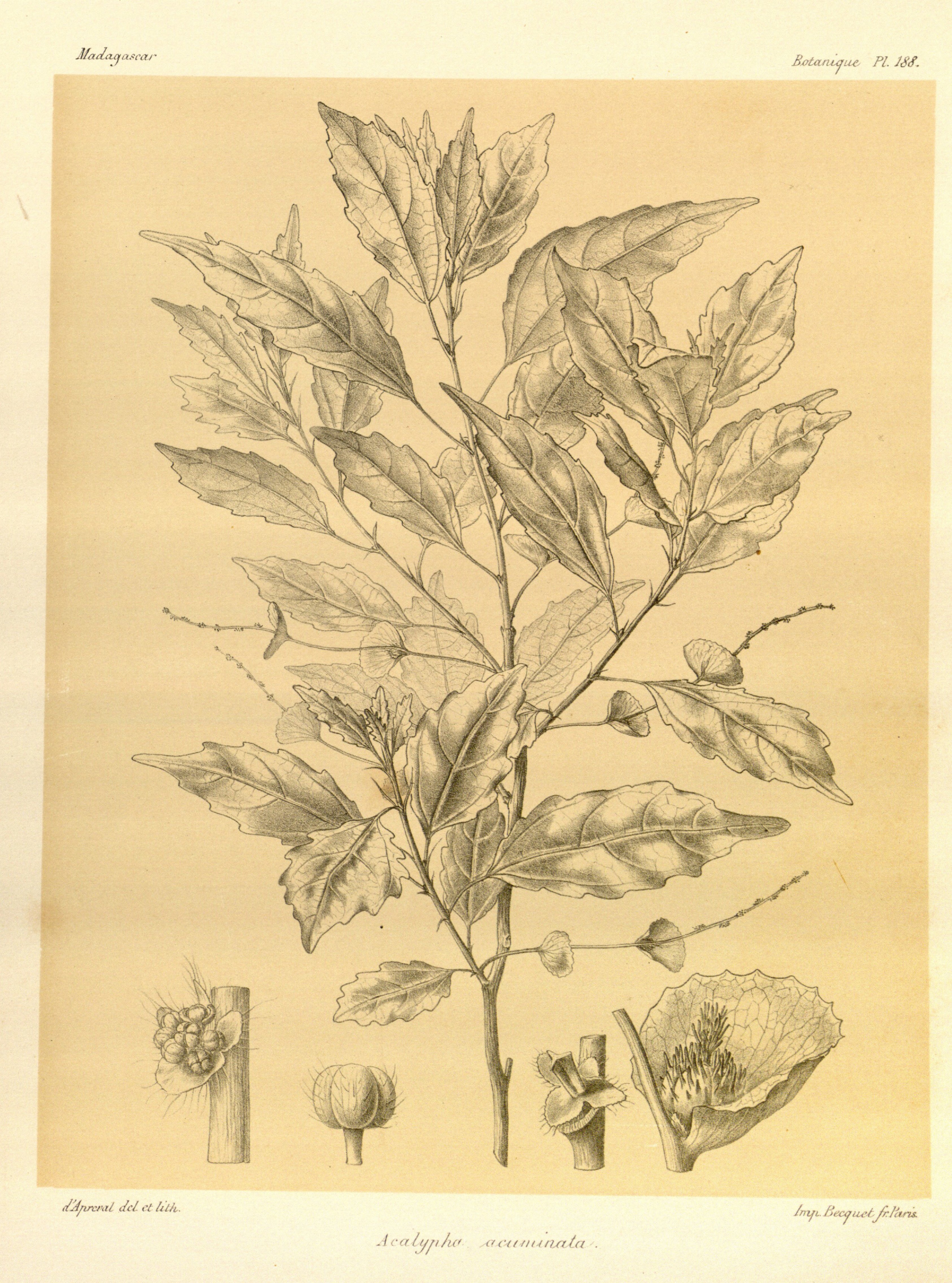 no full size  illustration available (3a)