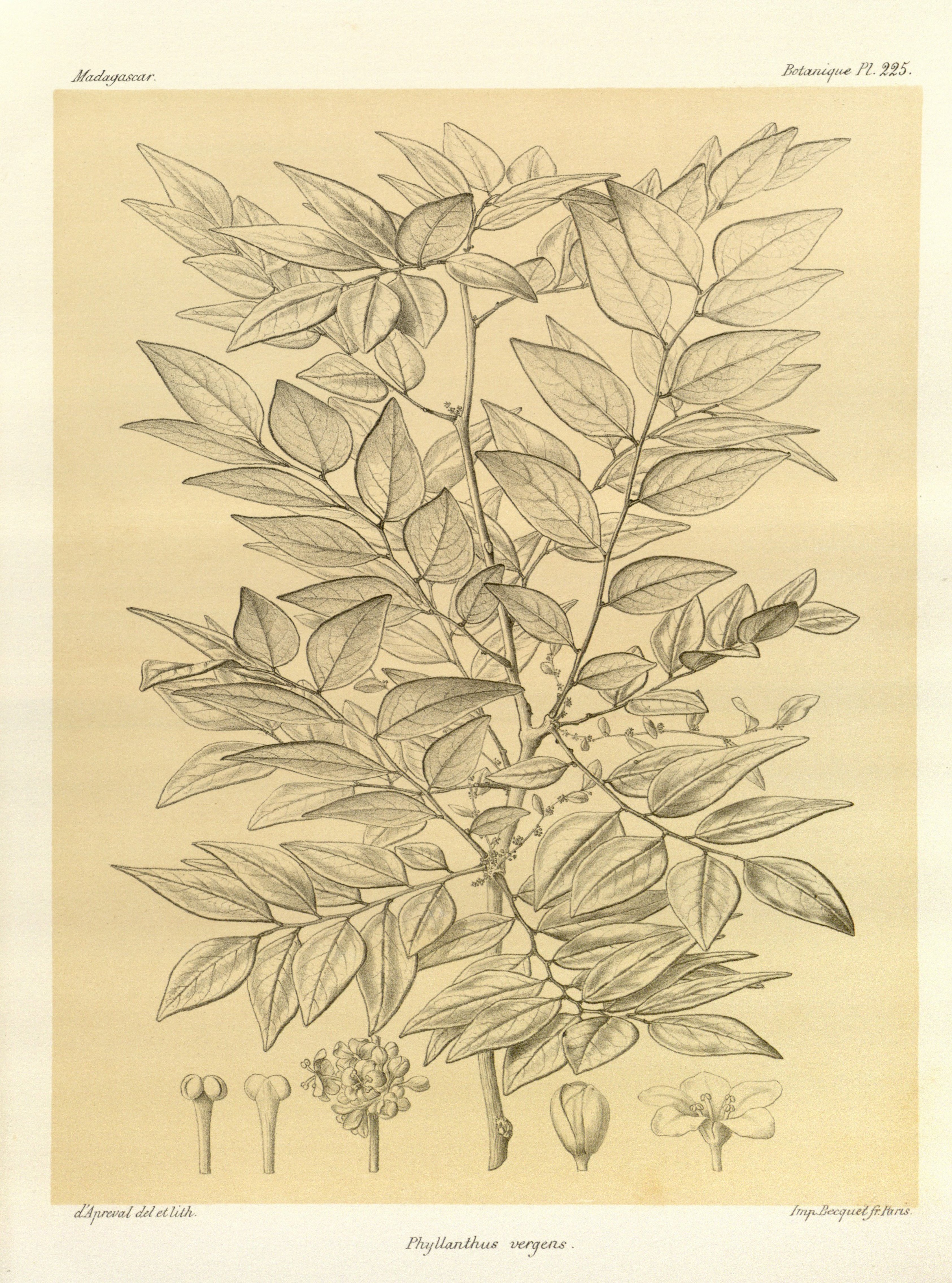 no full size  illustration available (3a)