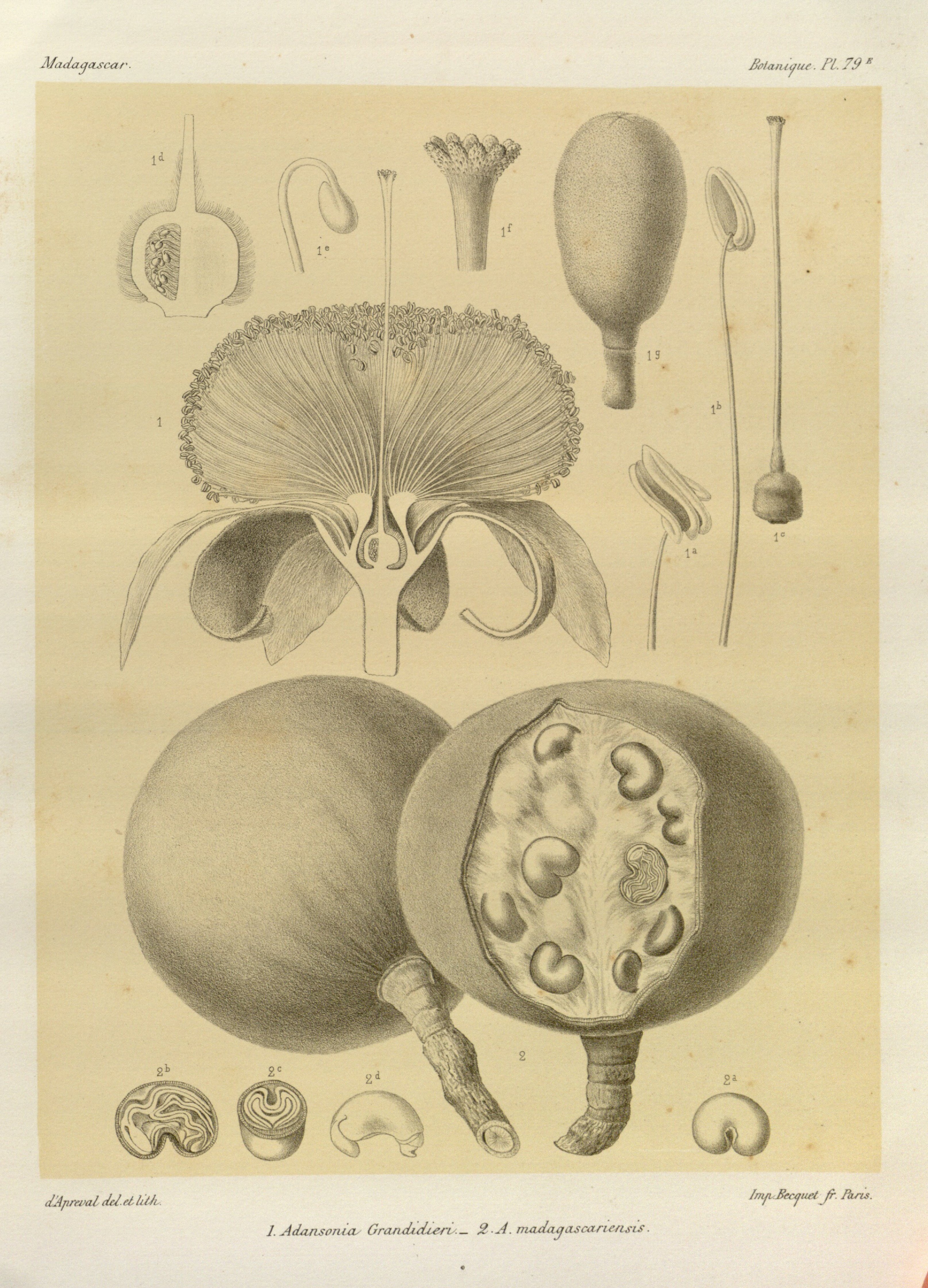 no full size  illustration available (3a)