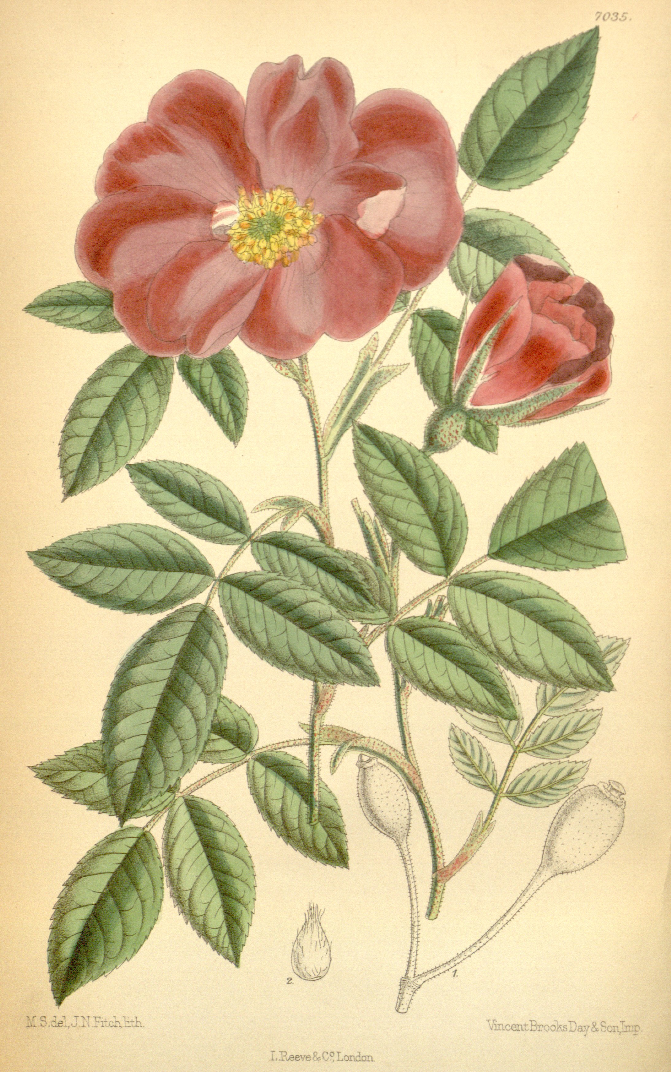 no full size  illustration available (3a)