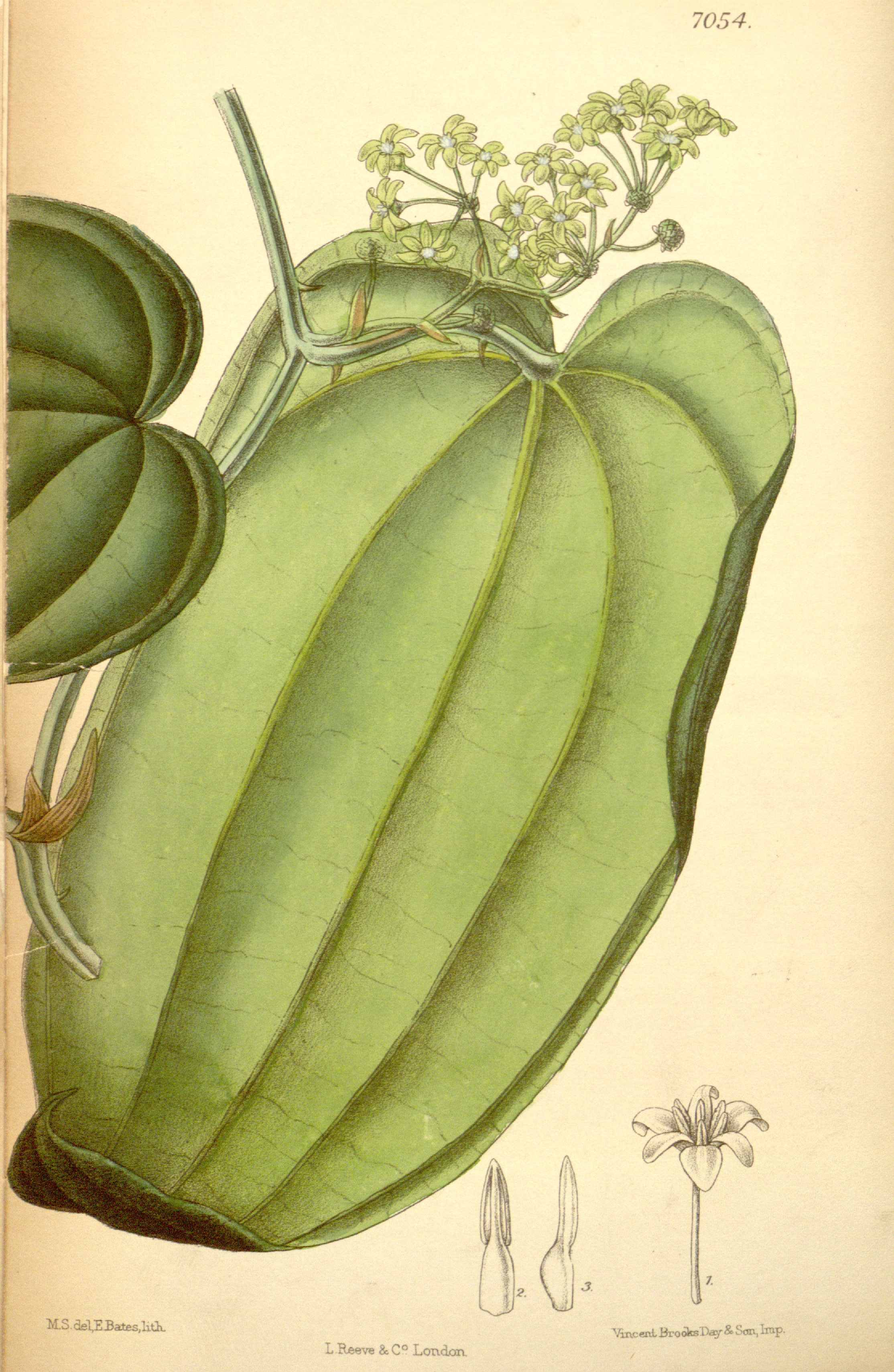 no full size  illustration available (3a)