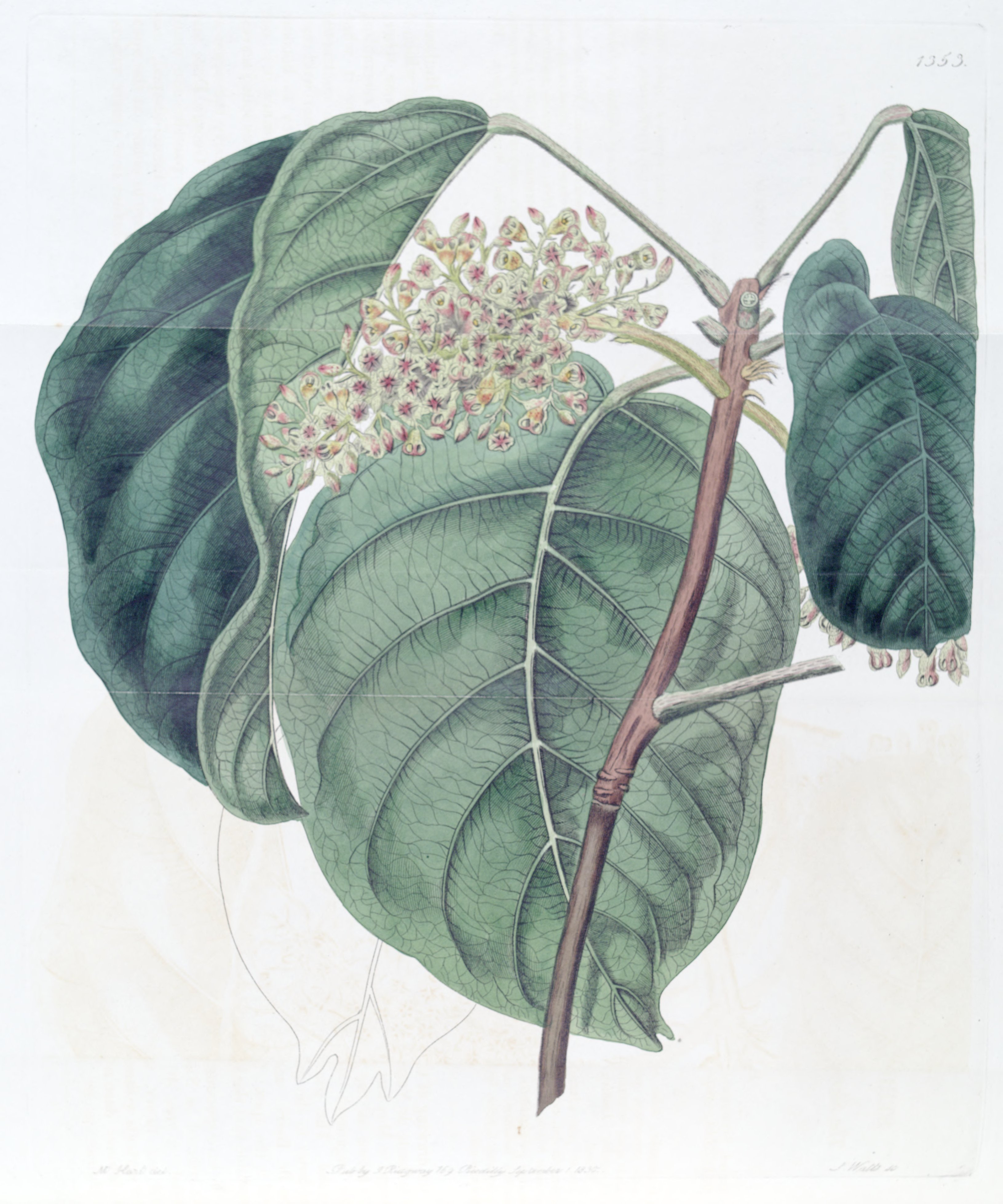 no full size  illustration available (3a)