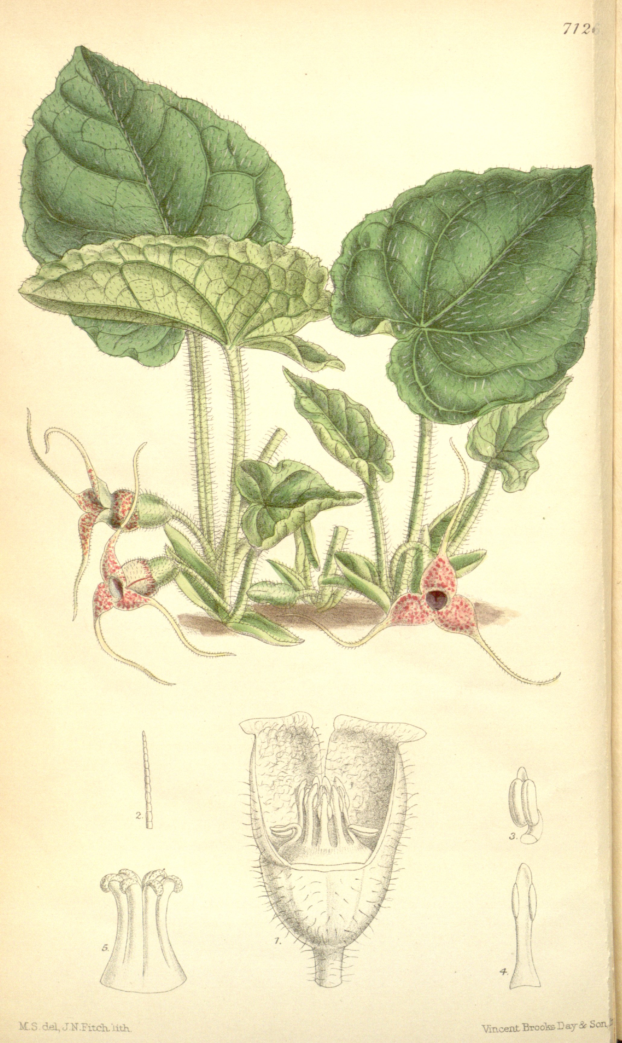 no full size  illustration available (3a)