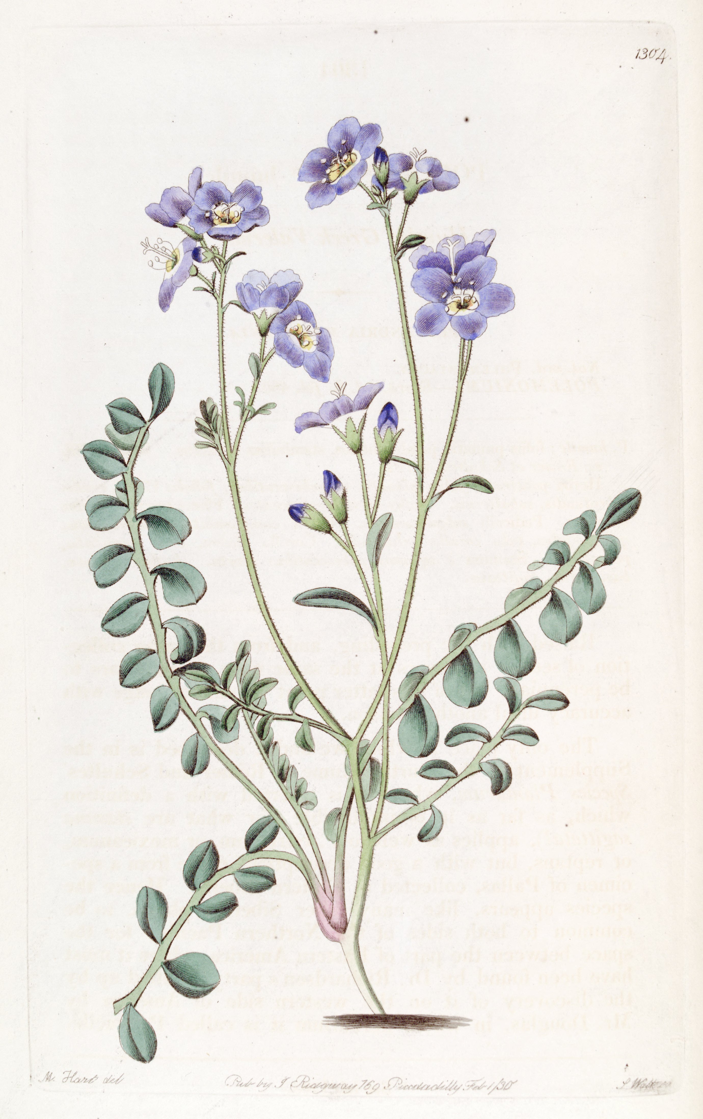 no full size  illustration available (3a)