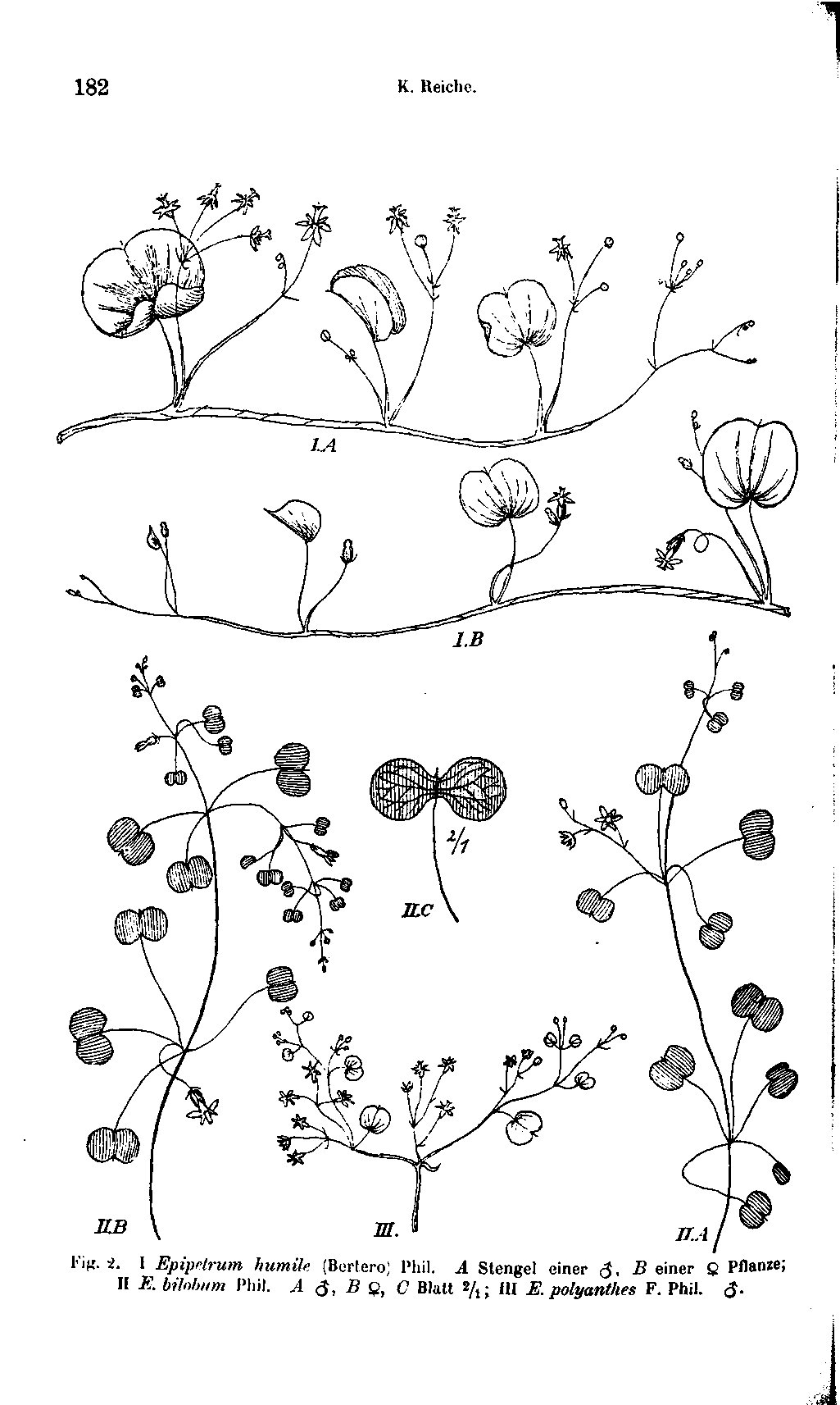 no full size  illustration available (3a)