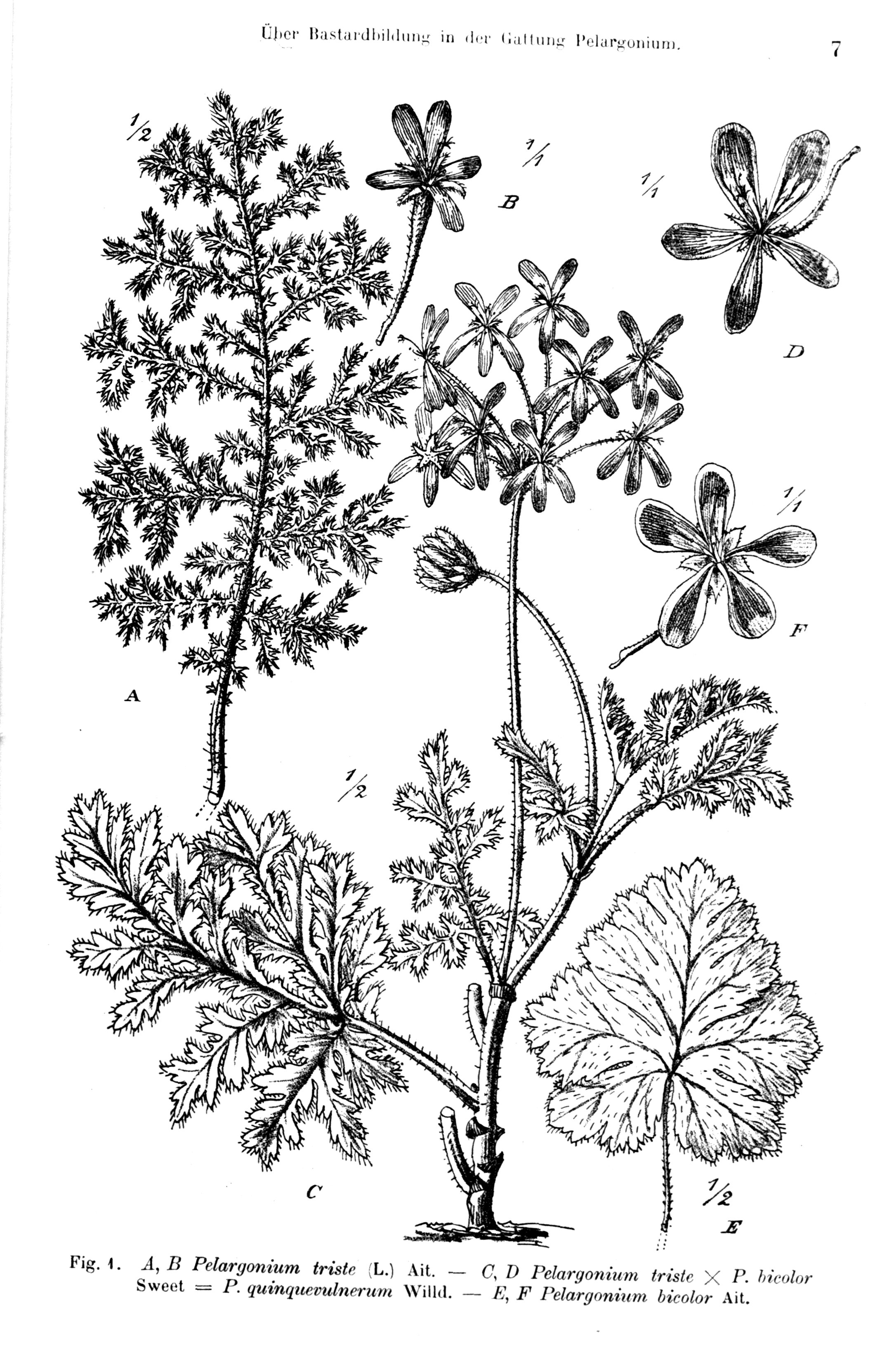 no full size  illustration available (3a)