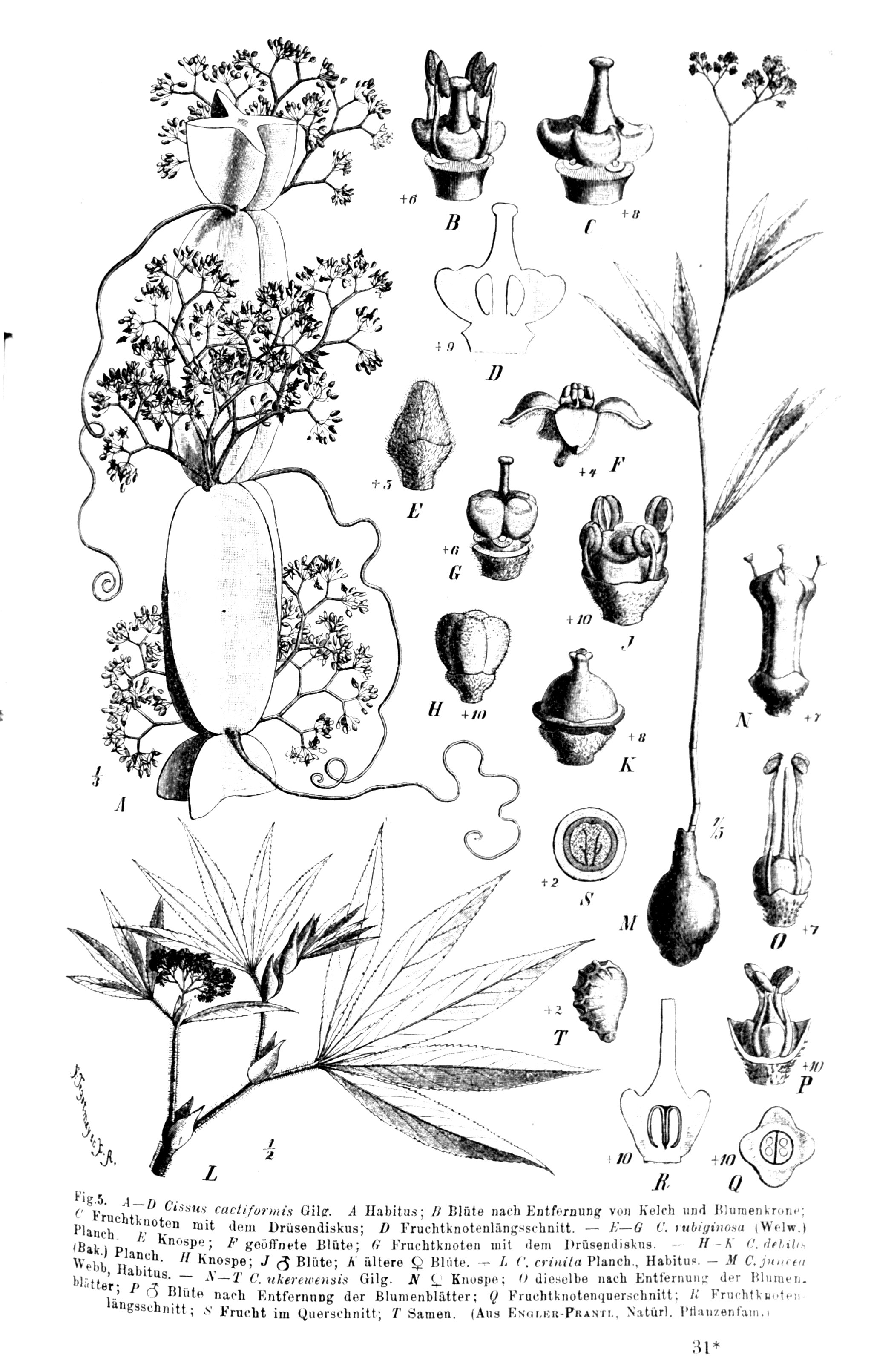 no full size  illustration available (3a)