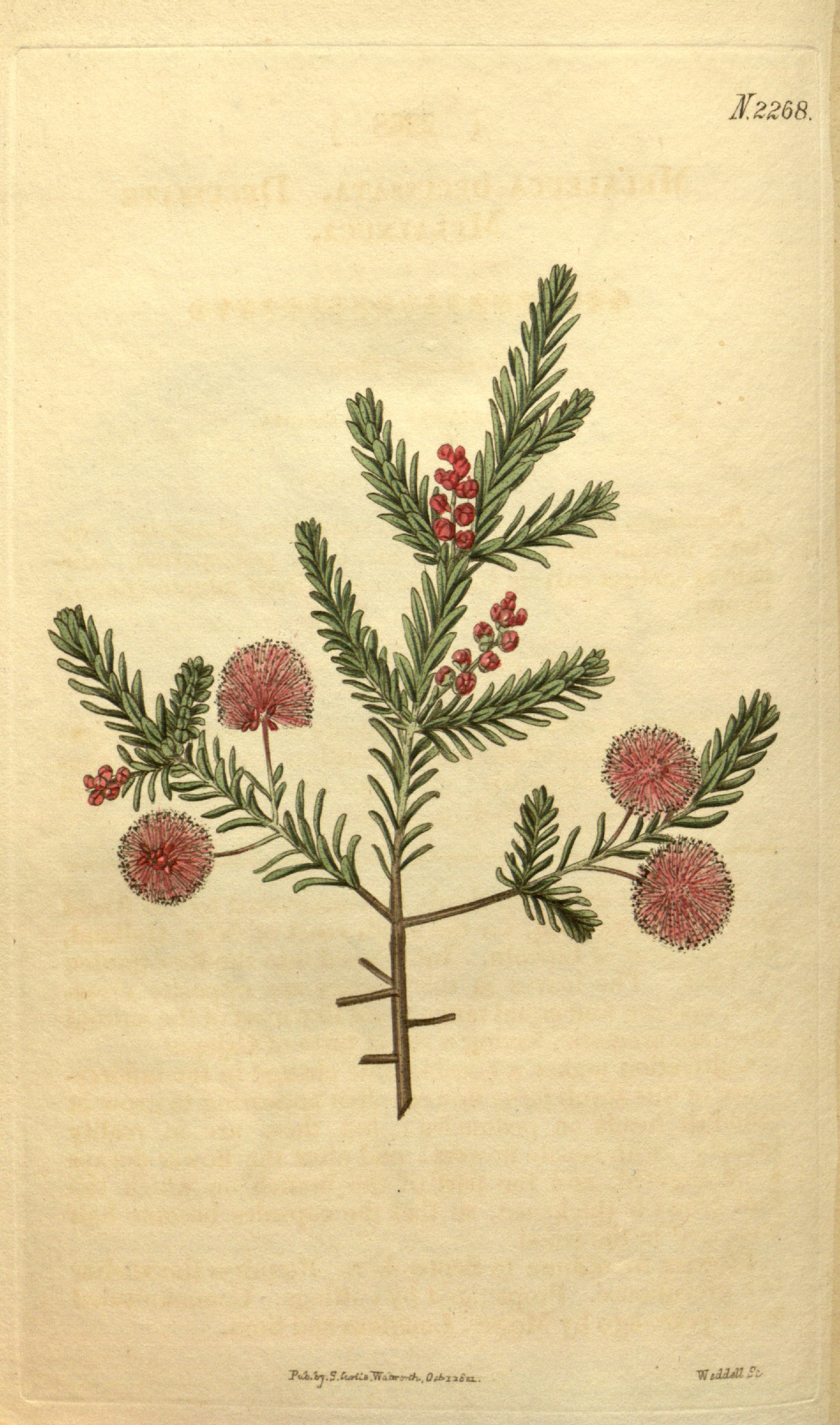 no full size  illustration available (3a)