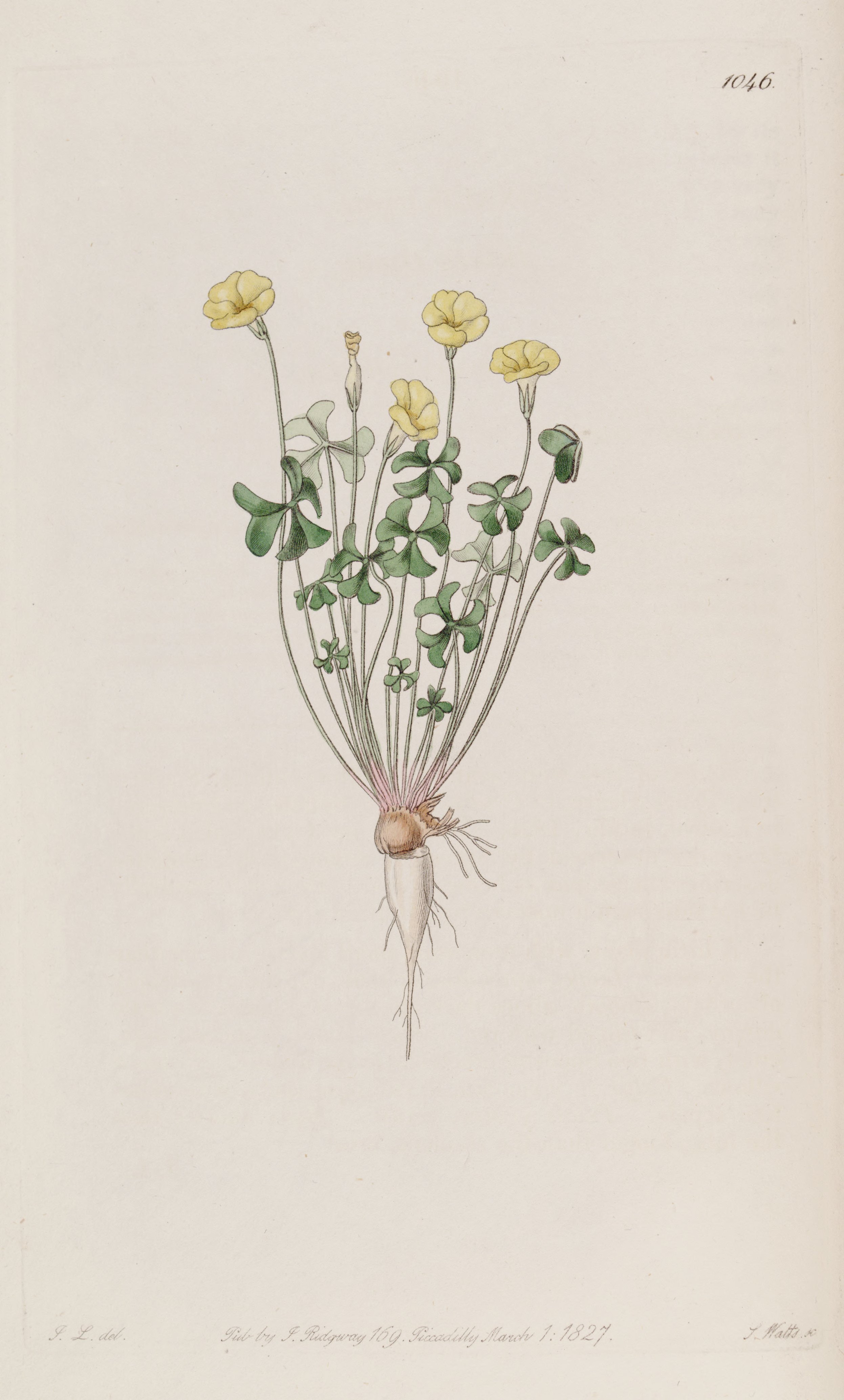 no full size  illustration available (3a)