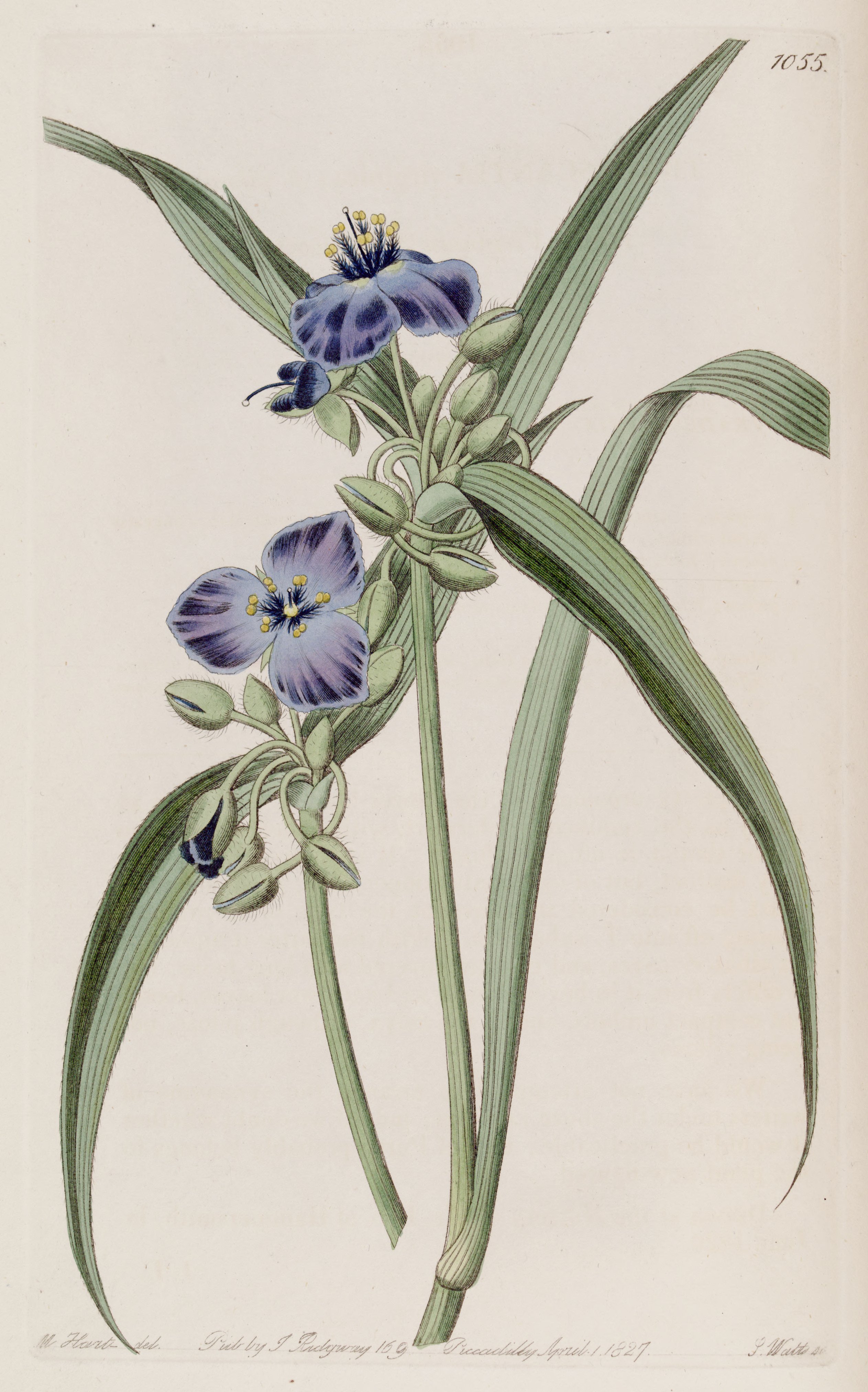 no full size  illustration available (3a)