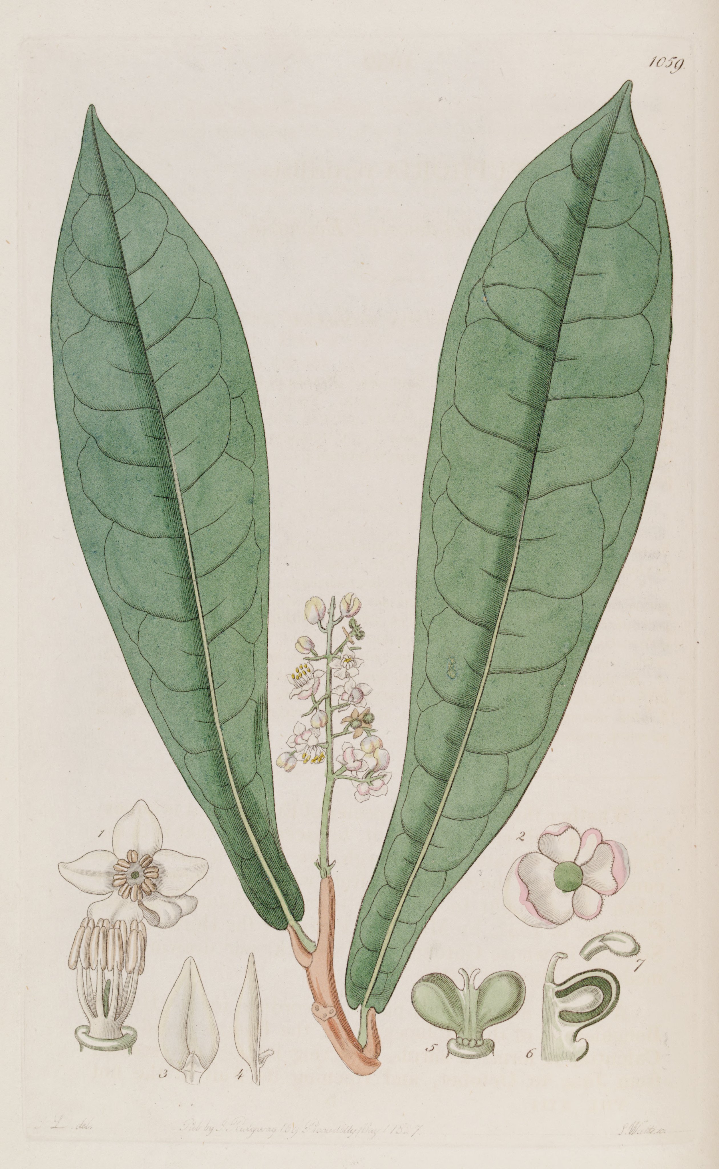 no full size  illustration available (3a)