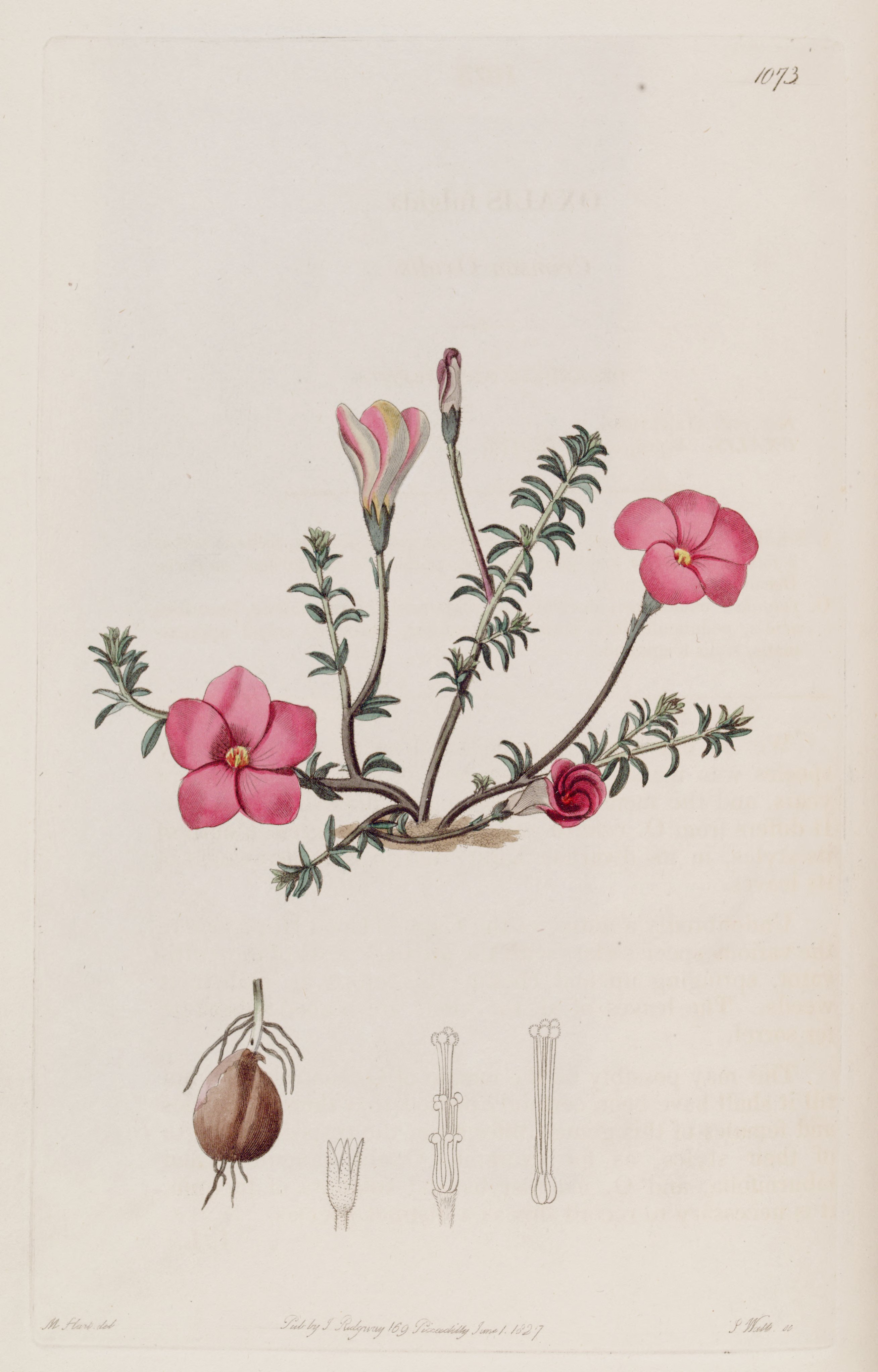 no full size  illustration available (3a)