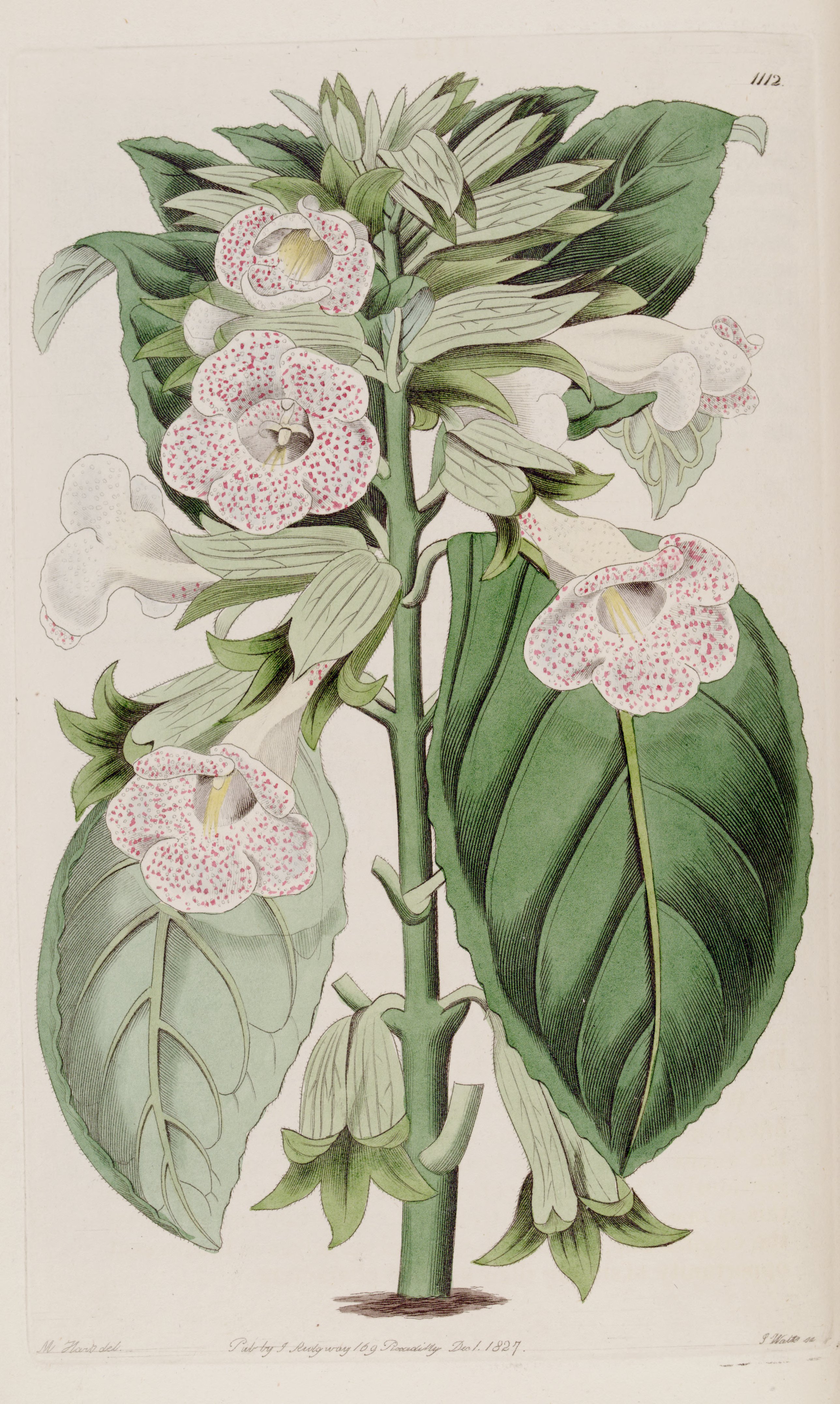 no full size  illustration available (3a)