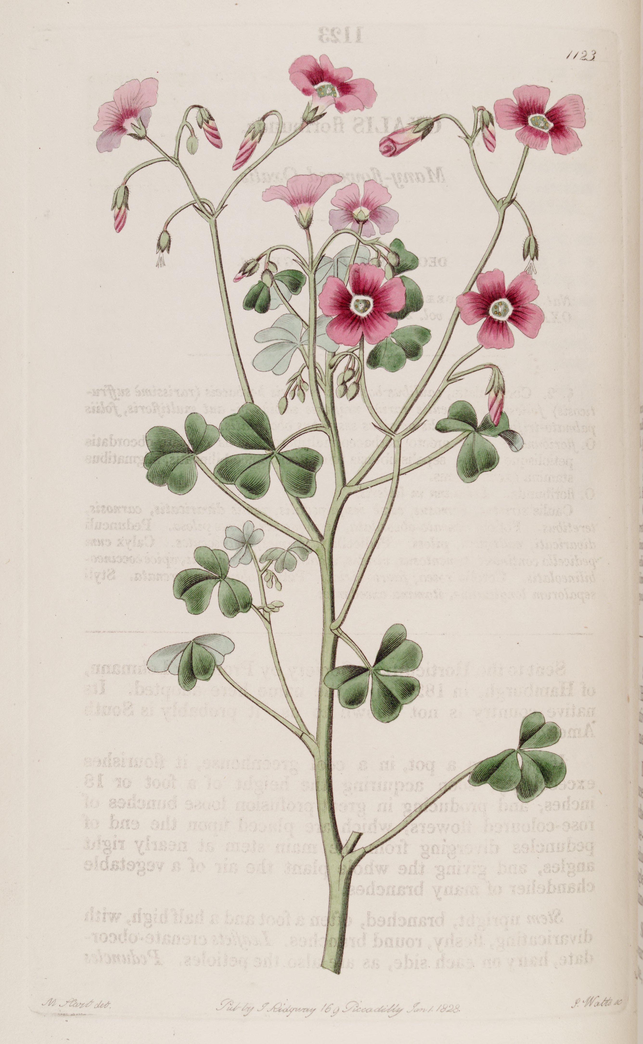 no full size  illustration available (3a)