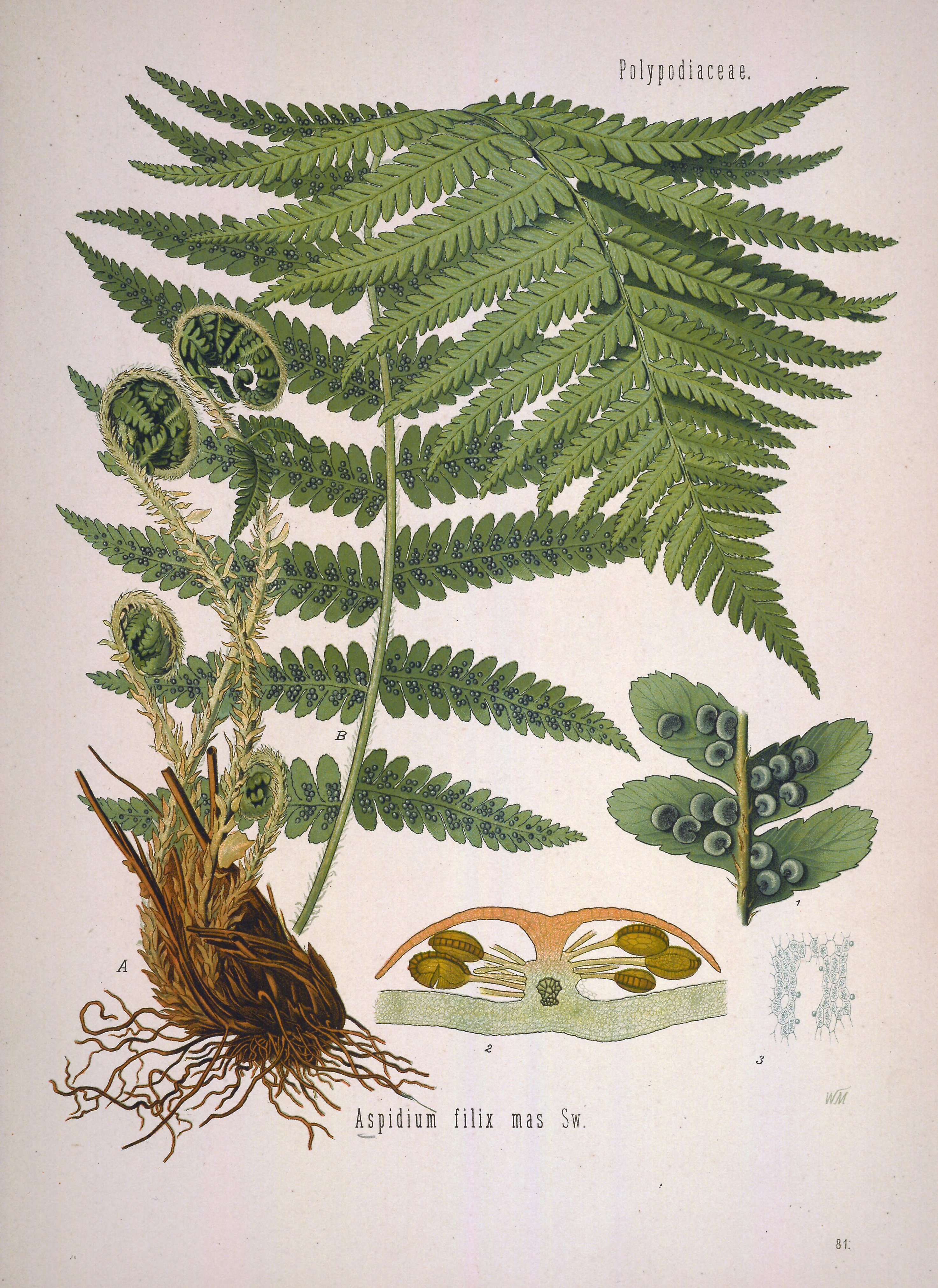 no full size  illustration available (3a)