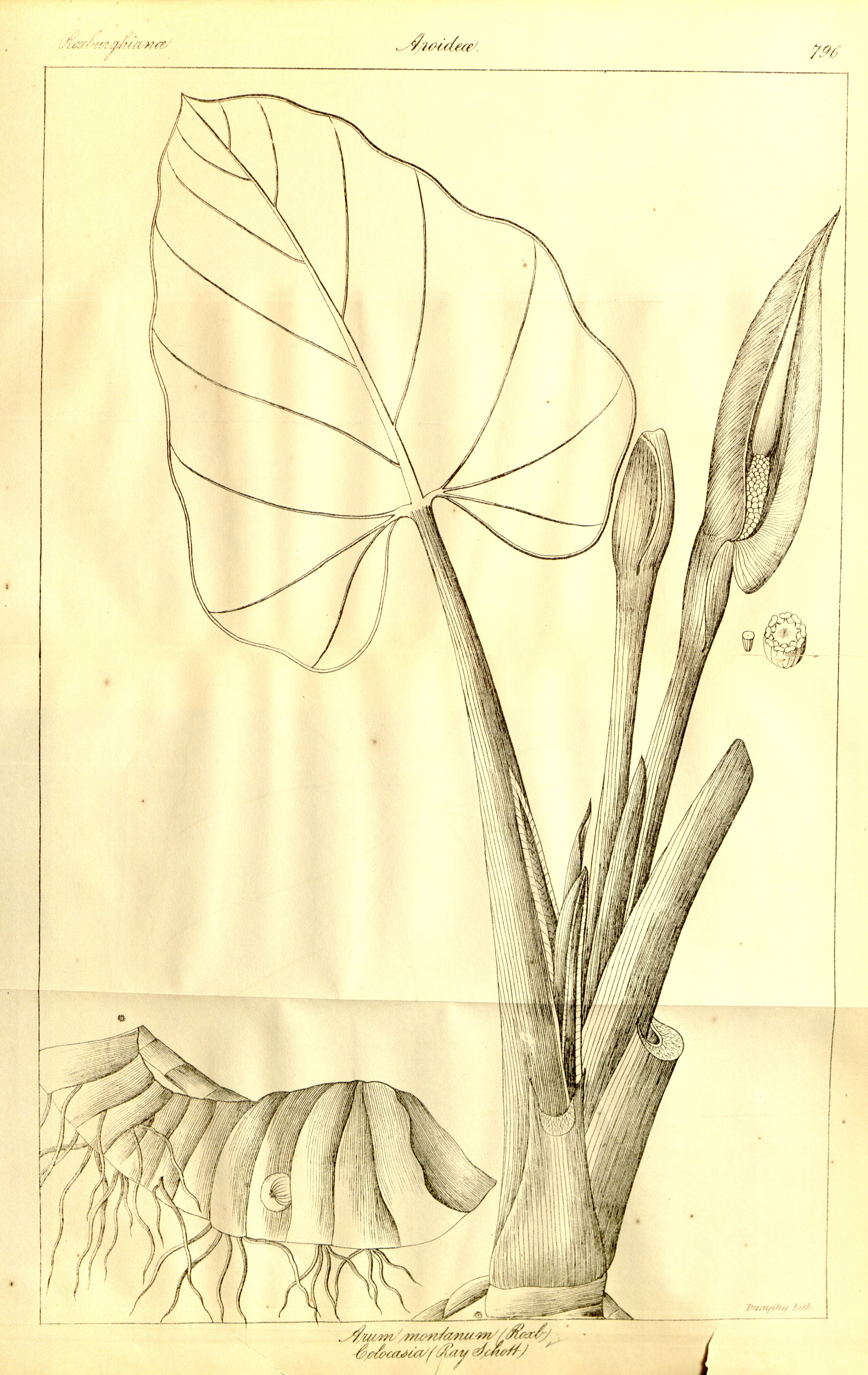 no full size  illustration available (3a)