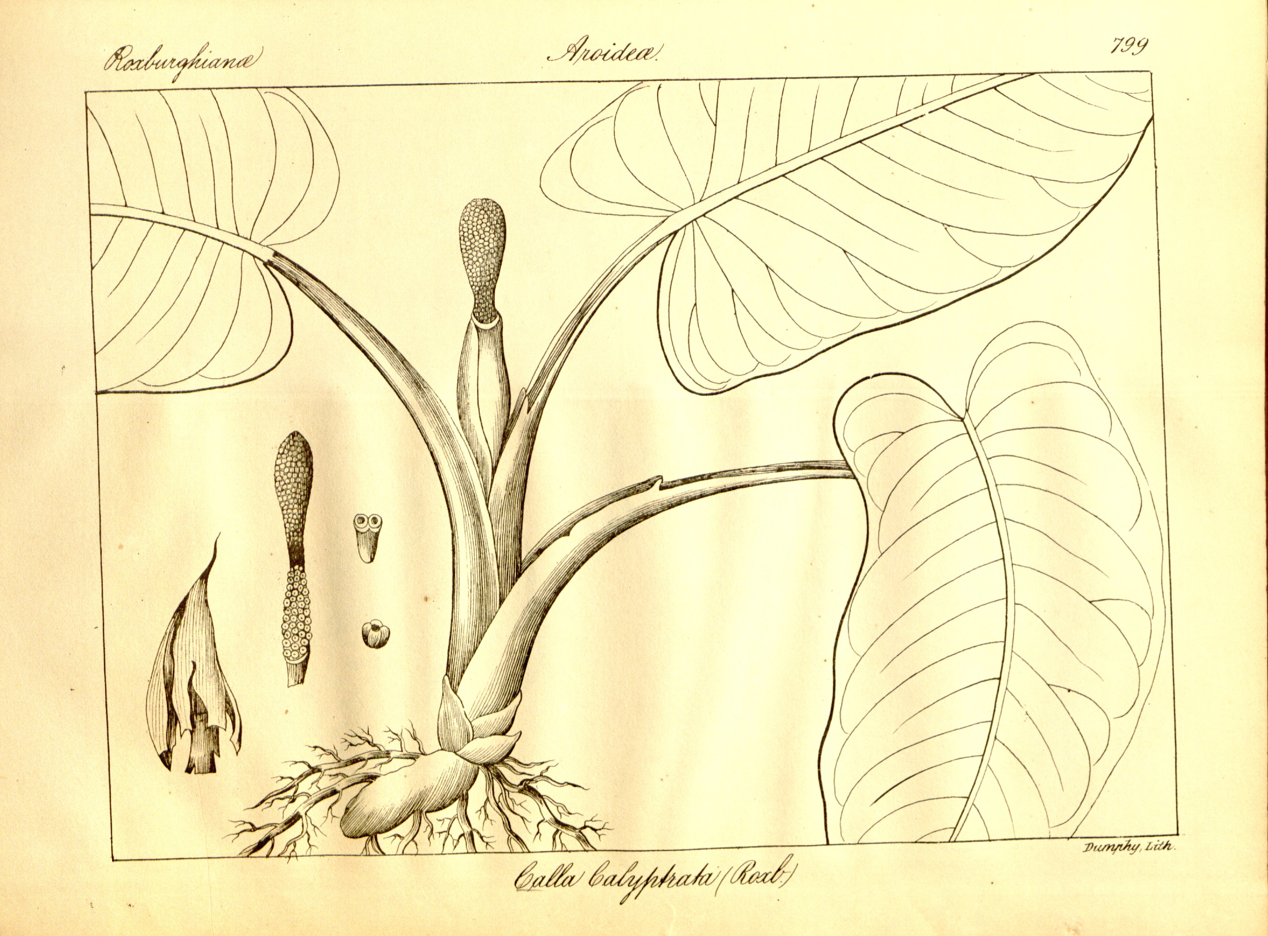 no full size  illustration available (3a)