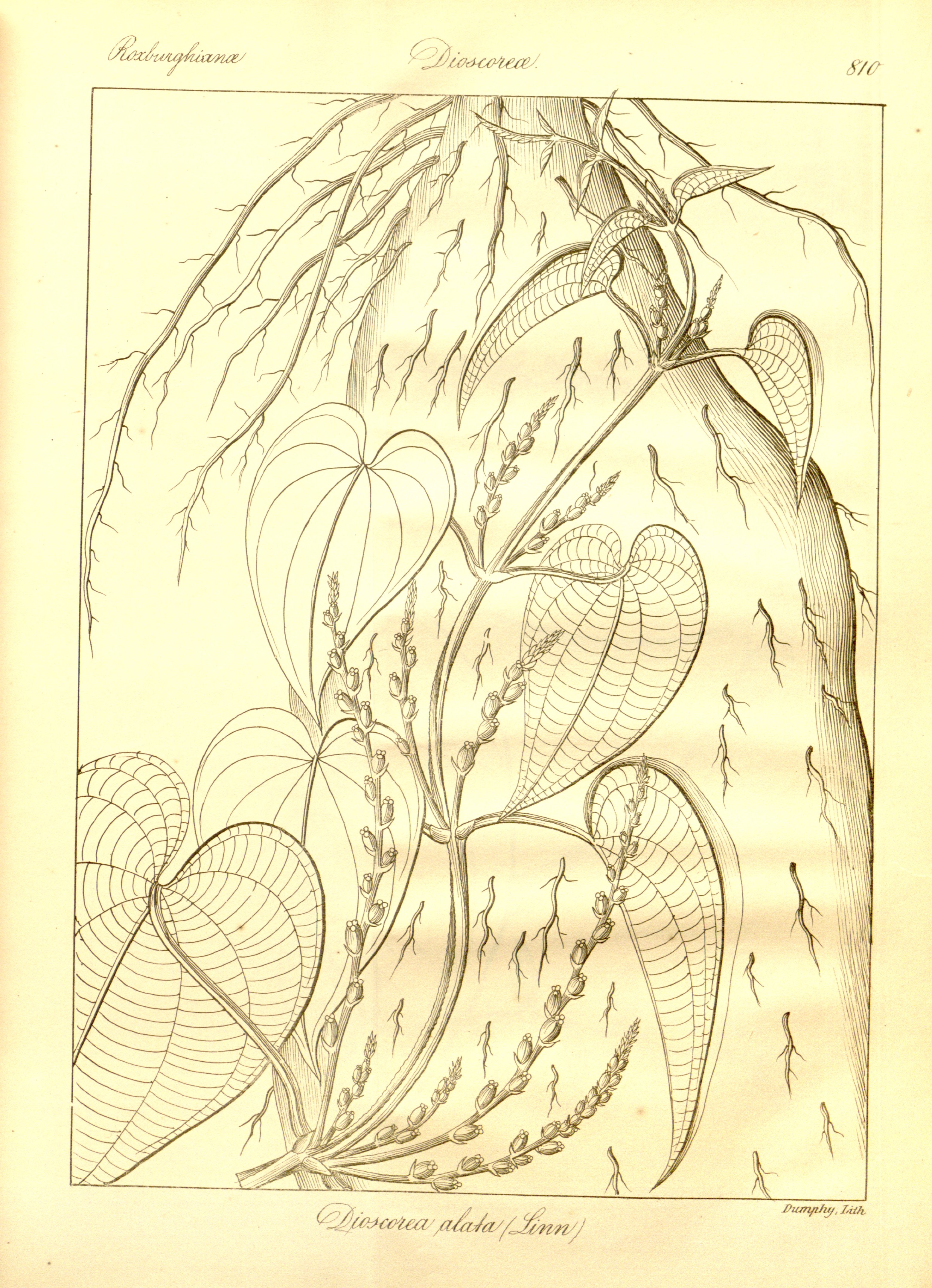 no full size  illustration available (3a)