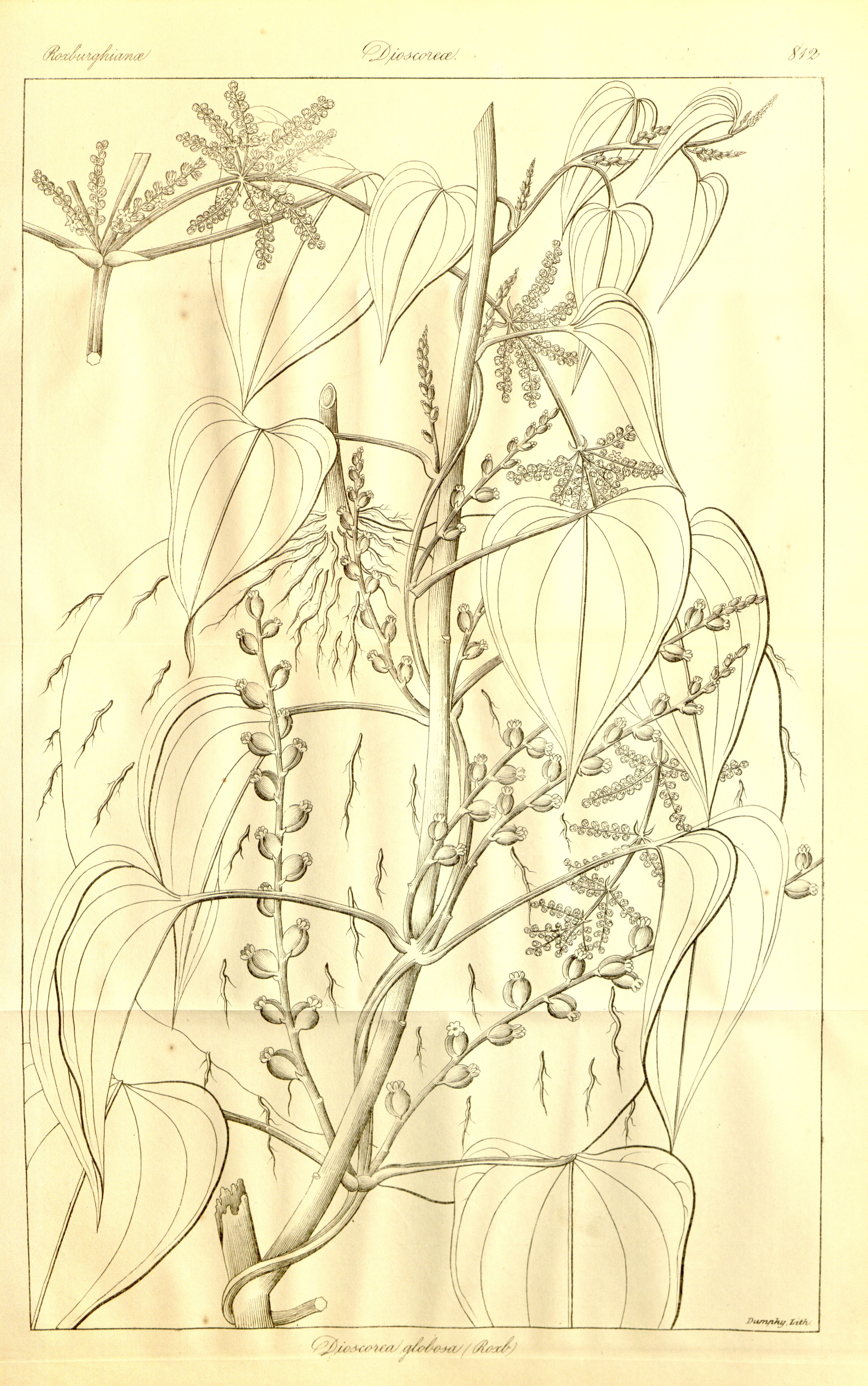 no full size  illustration available (3a)